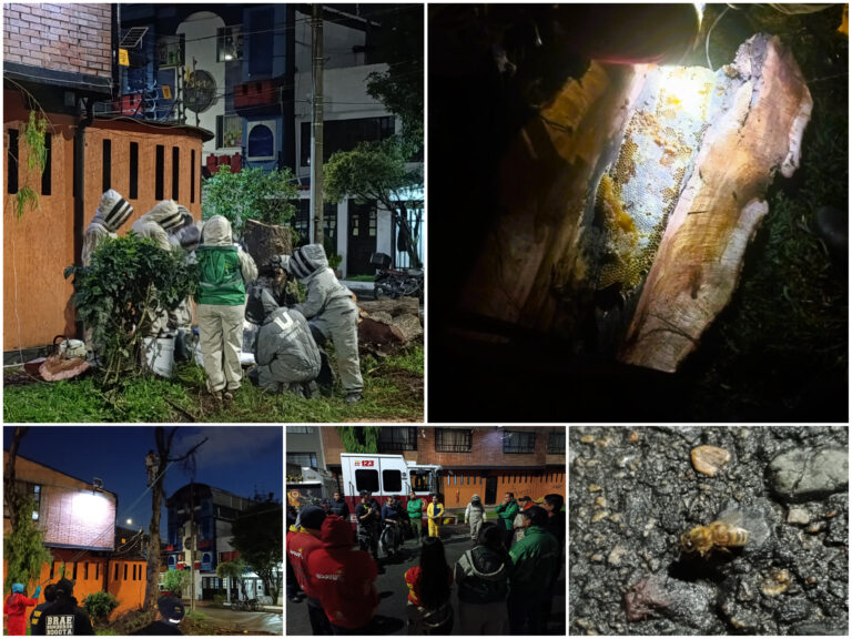 Historias del verde urbano: Bogotá realizó su primer operativo interinstitucional para rescatar colonias de abejas en los árboles