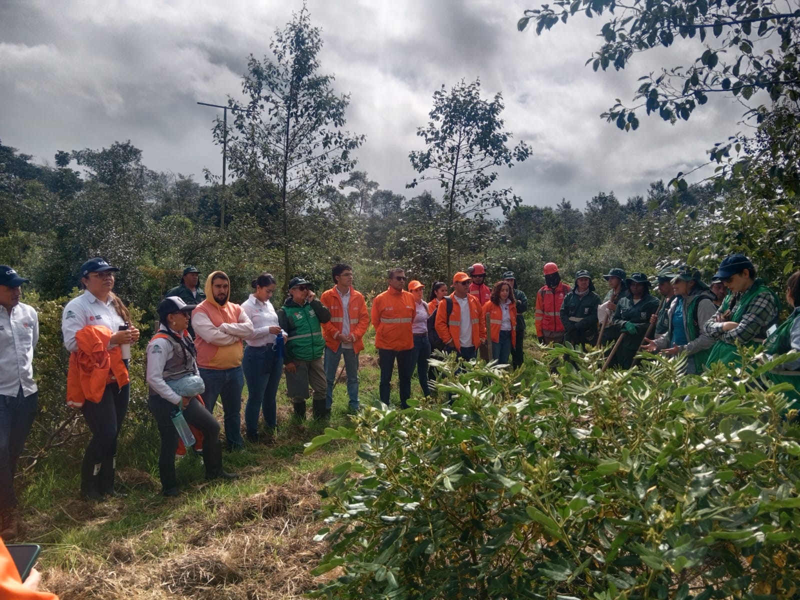 Historias del verde urbano: La fiesta verde que renaturalizó varias zonas de Bogotá