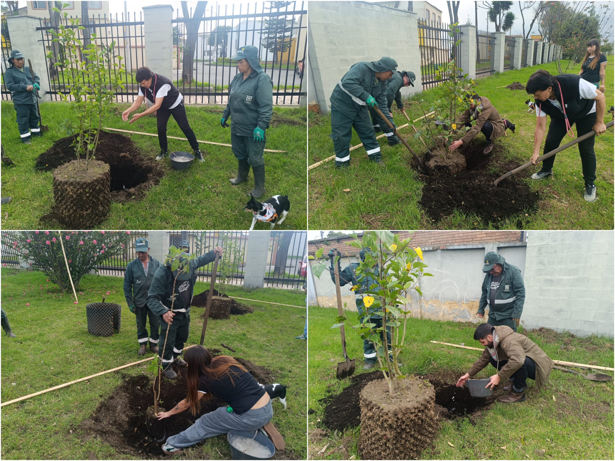 Historias del verde urbano: Bogotá avanza en la recuperación de su arbolado urbano