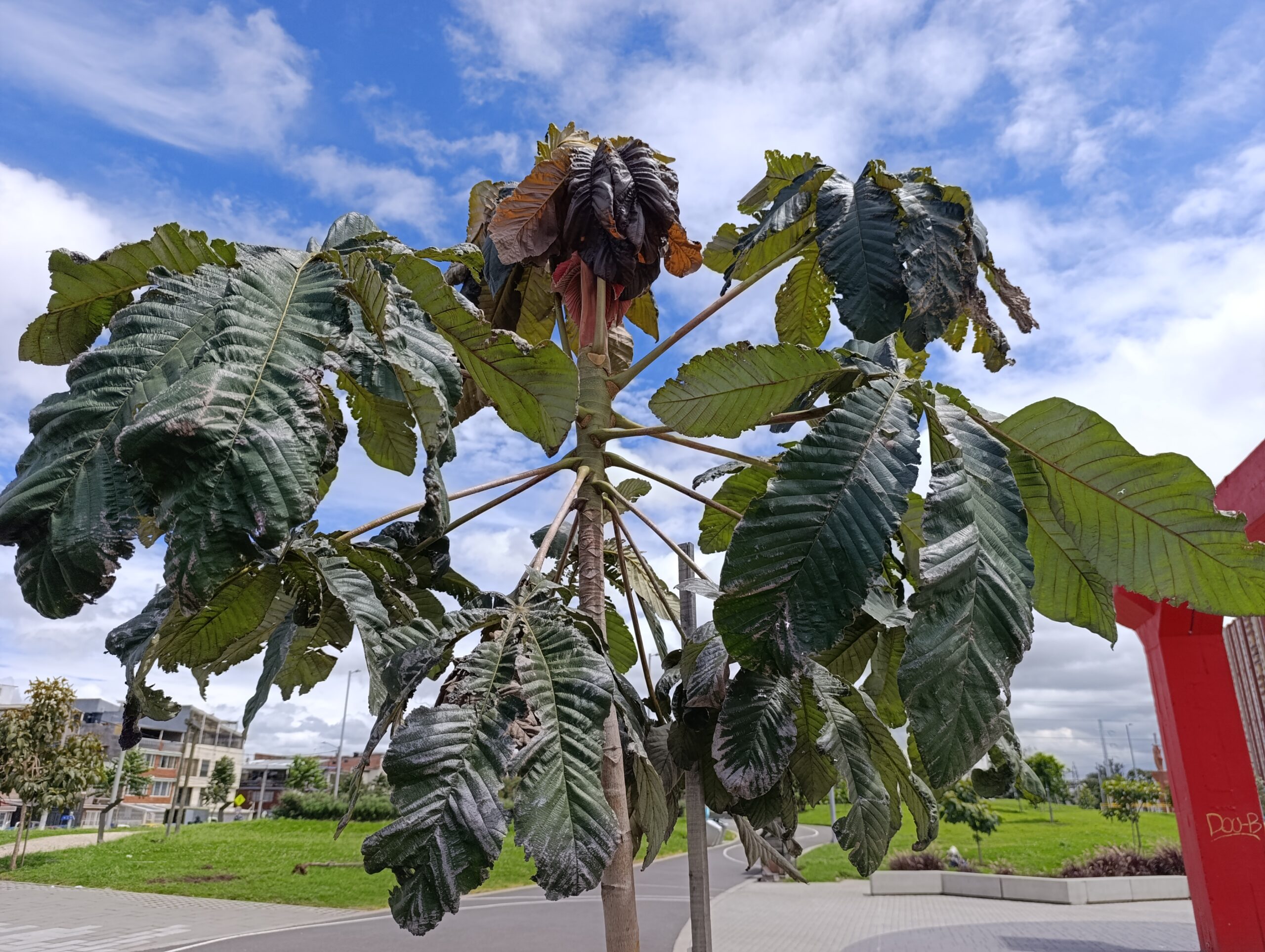 Historias del verde urbano: Cinco localidades se vistieron de verde durante el primer día de la Semana Ambiental