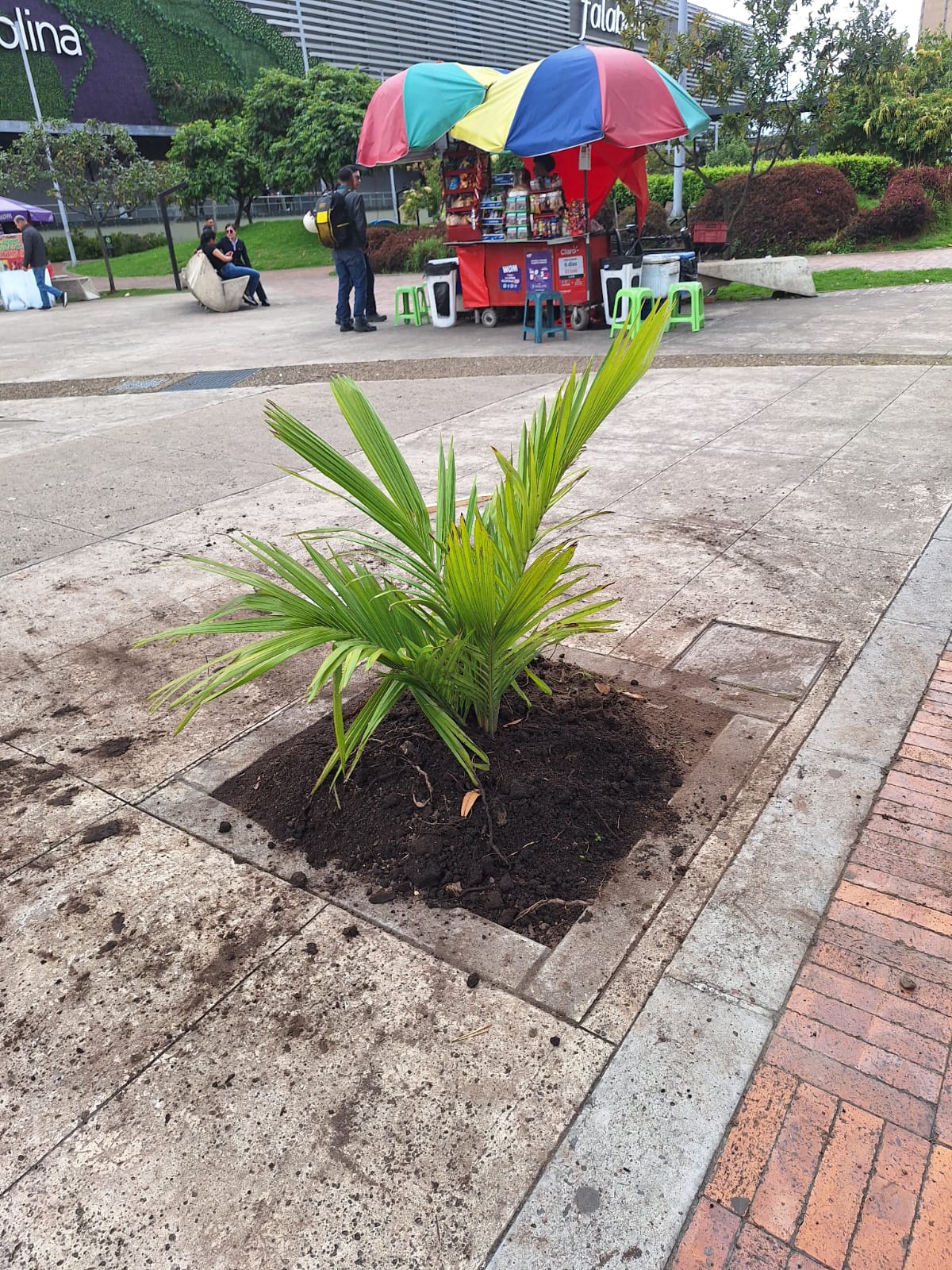 Historias del verde urbano: Bogotá celebró el Día Mundial del Medio Ambiente con la plantación de cerca de 1.000 árboles y arbustos