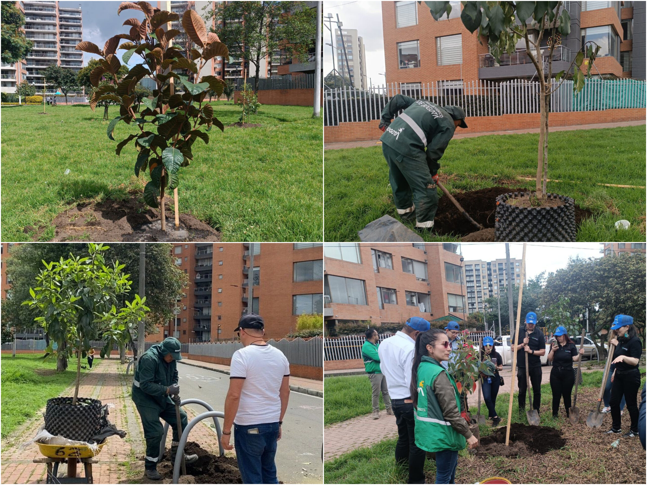 Historias del verde urbano: Bogotá avanza en la recuperación de su arbolado urbano