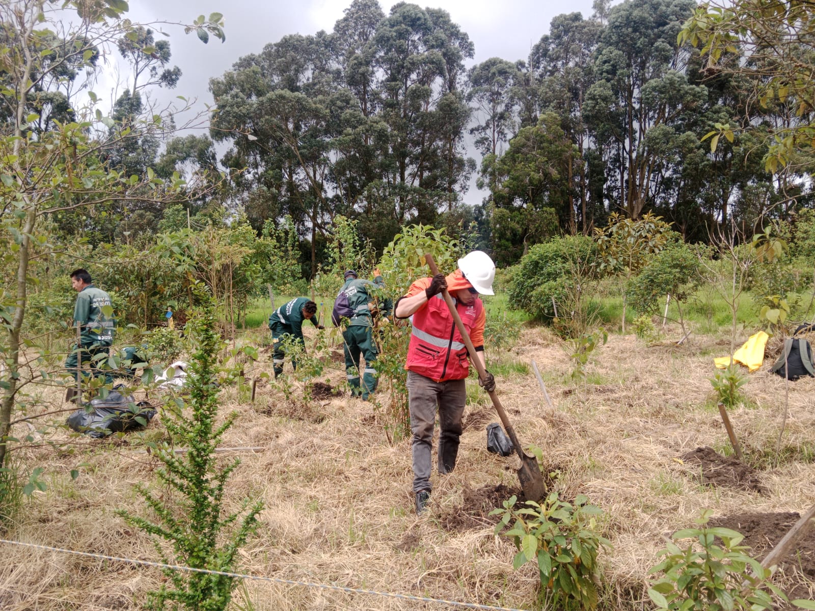 Historias del verde urbano: Bogotá celebró el Día Mundial del Medio Ambiente con la plantación de cerca de 1.000 árboles y arbustos