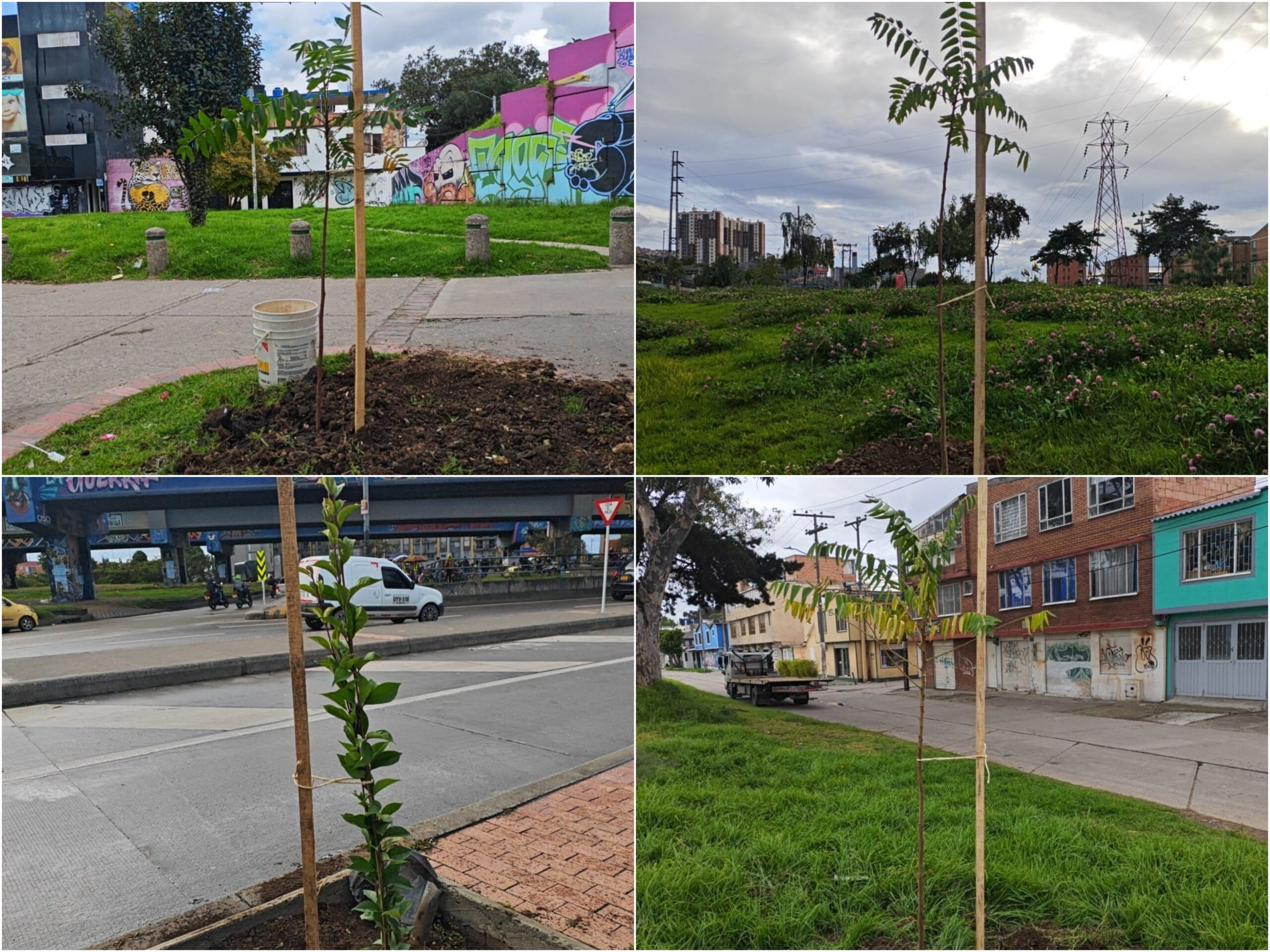 Historias del verde urbano: Bogotá avanza en la recuperación de su arbolado urbano