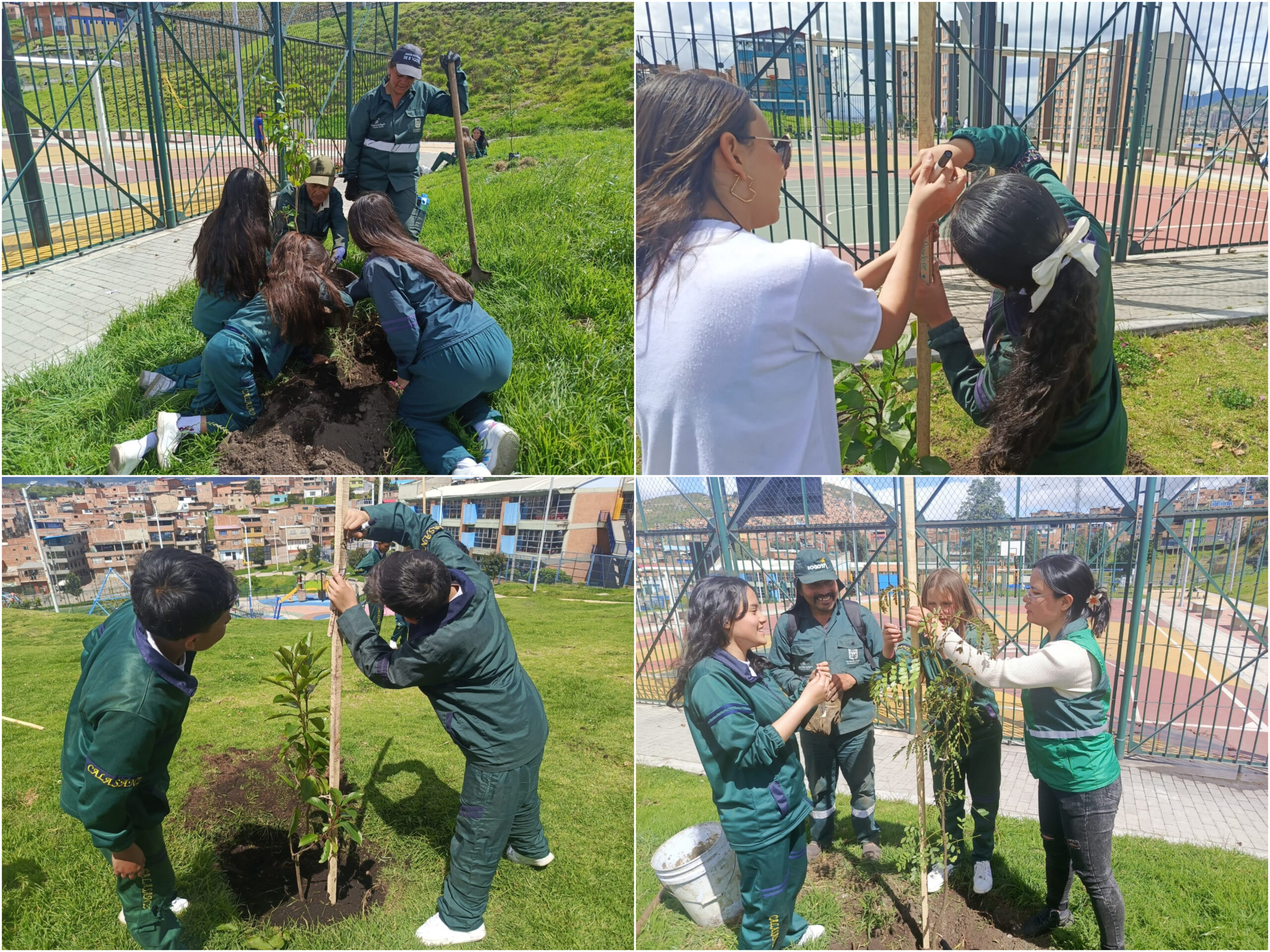 Historias del verde urbano: Bogotá avanza en la recuperación de su arbolado urbano