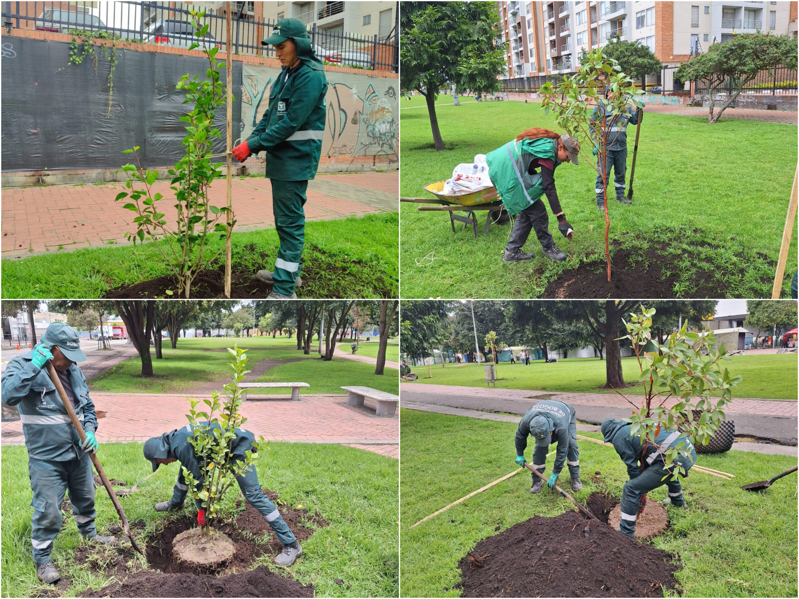 Historias del verde urbano: Bogotá avanza en la recuperación de su arbolado urbano