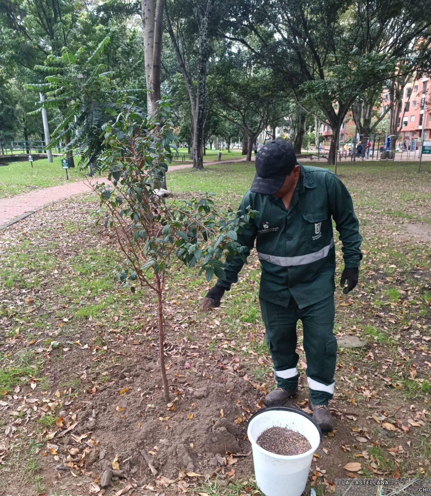 Historias del verde urbano: Bogotá celebró el Día Mundial del Medio Ambiente con la plantación de cerca de 1.000 árboles y arbustos