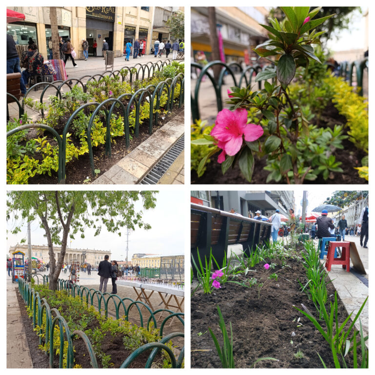 Las jardineras de la carrera Séptima vuelven a florecer