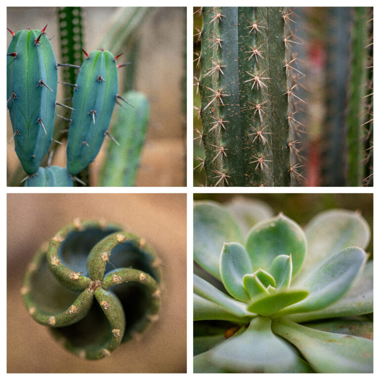 La geometría se revela en el Jardín Botánico de Bogotá entre cactus y suculentas