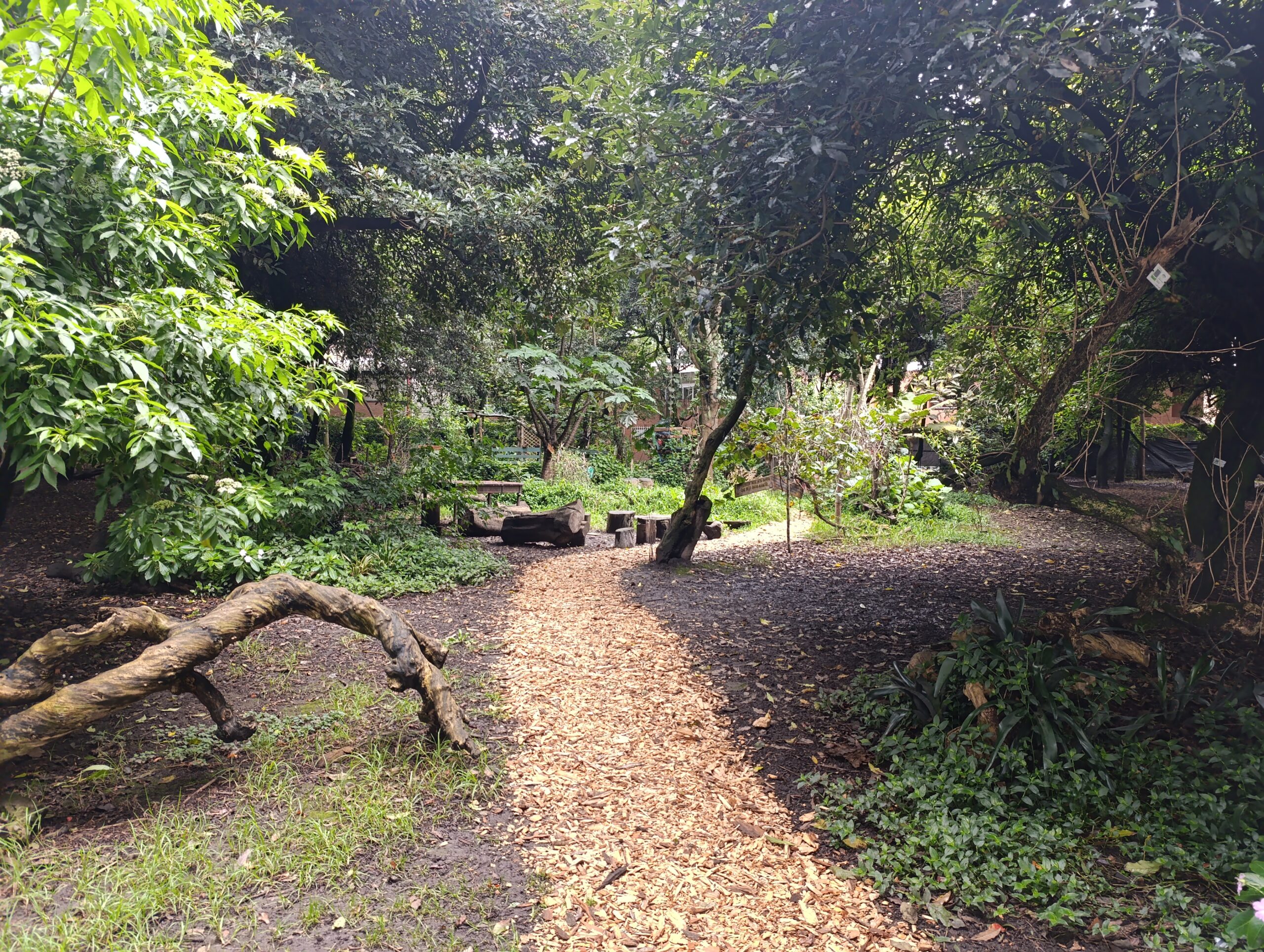 Historias del verde urbano: “Encontrémonos en los bosques urbanos”: la nueva estrategia social y técnica del Jardín Botánico