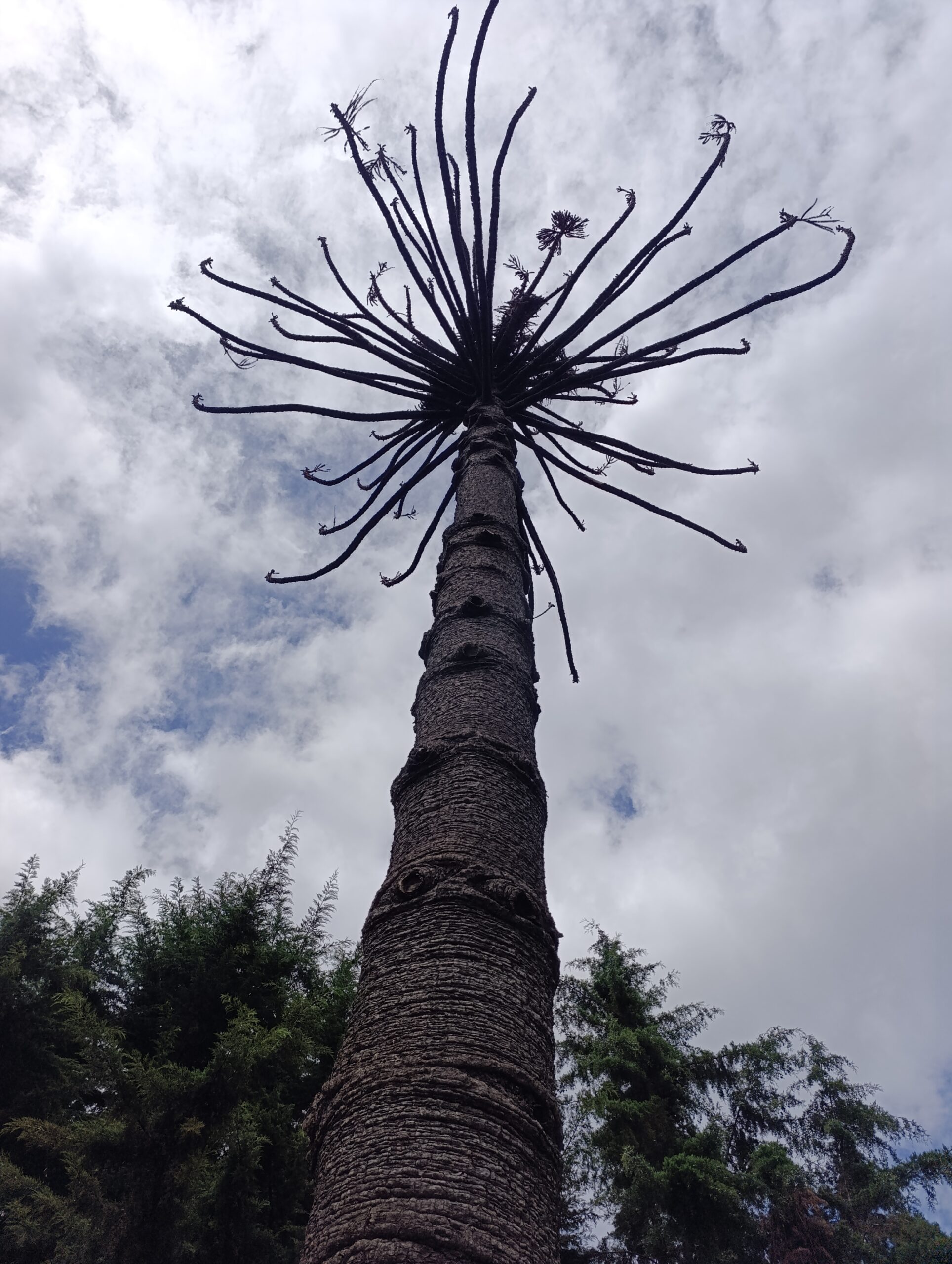 Historias del verde urbano: Adiós a un gigante verde de Teusaquillo