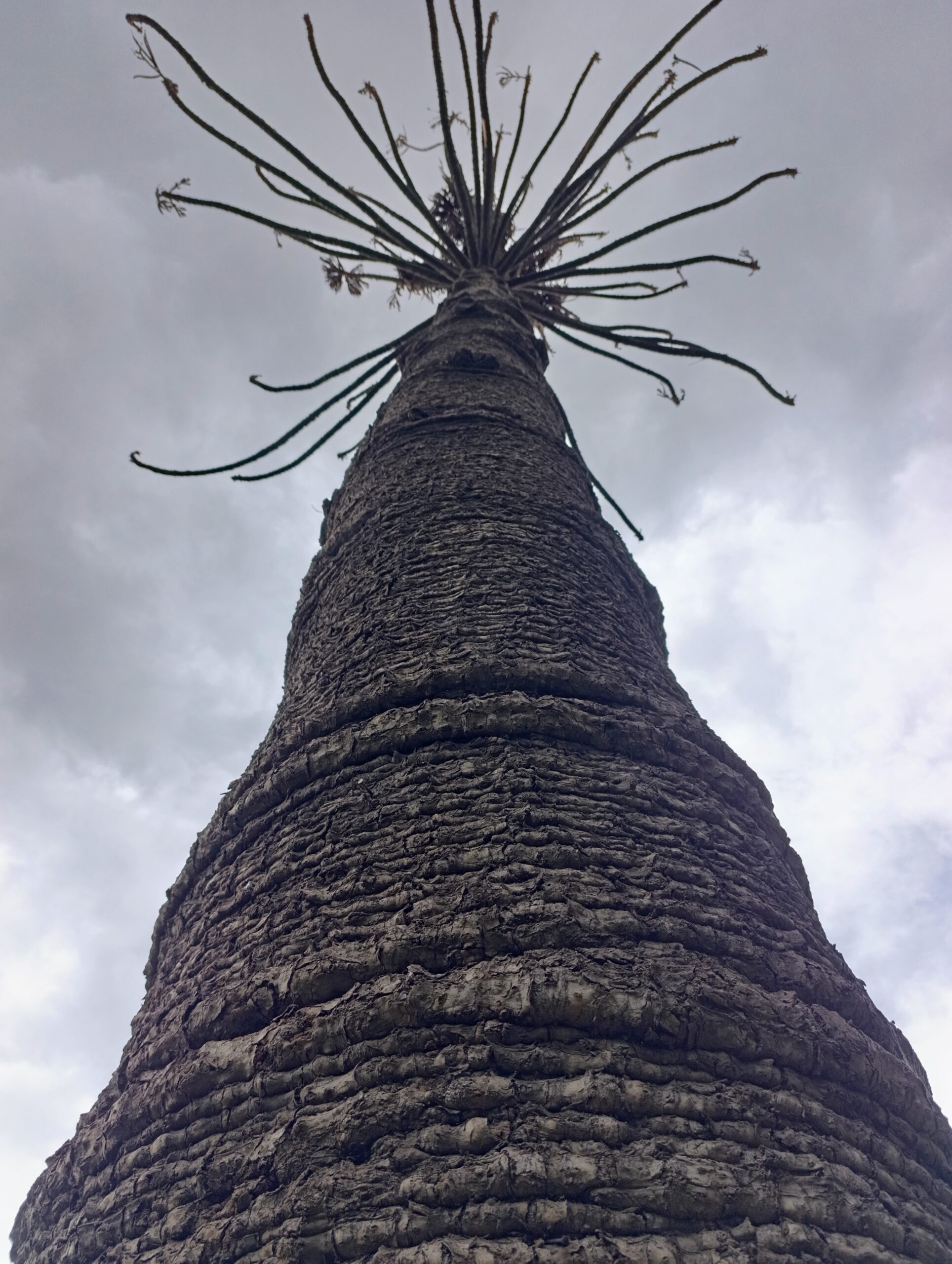 Historias del verde urbano: Adiós a un gigante verde de Teusaquillo