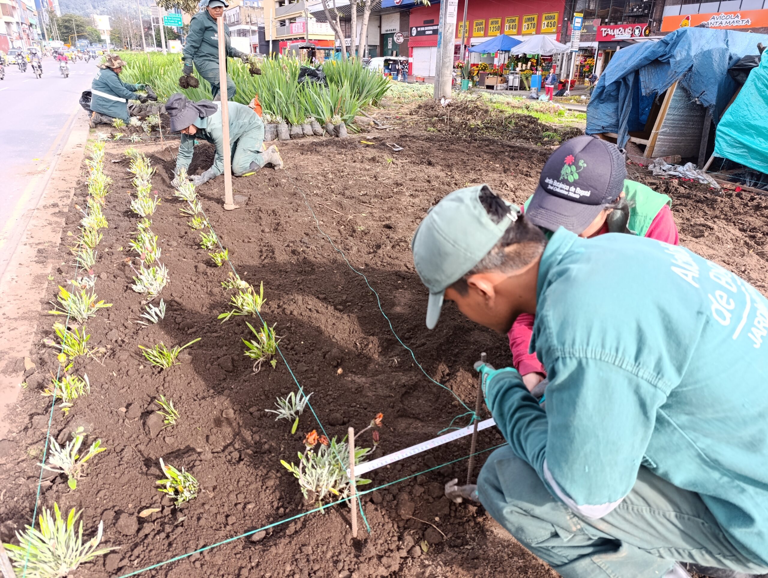 Historias del verde urbano: Paloquemao: una jardinera en vía de recuperación