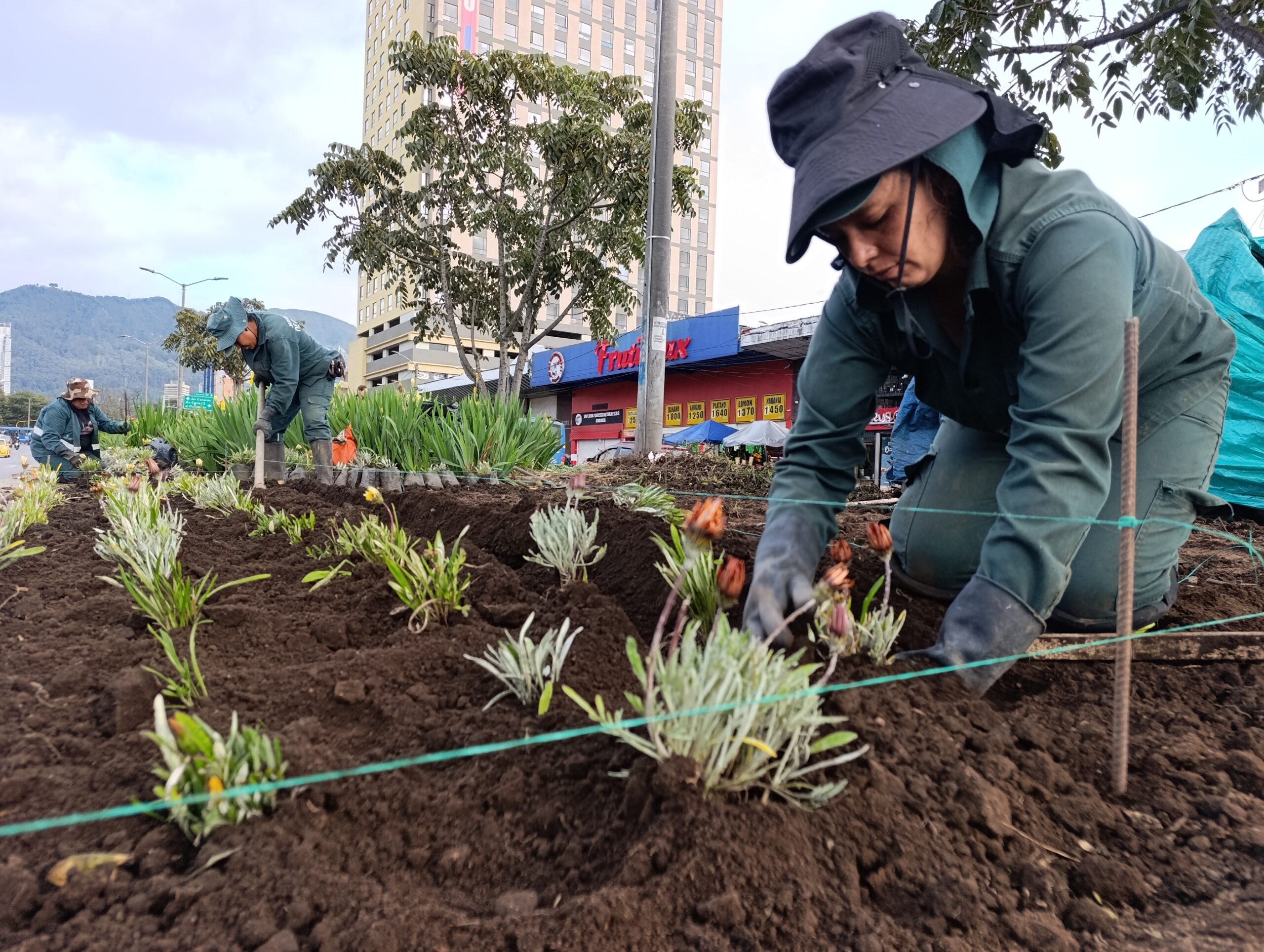 Historias del verde urbano: Paloquemao: una jardinera en vía de recuperación