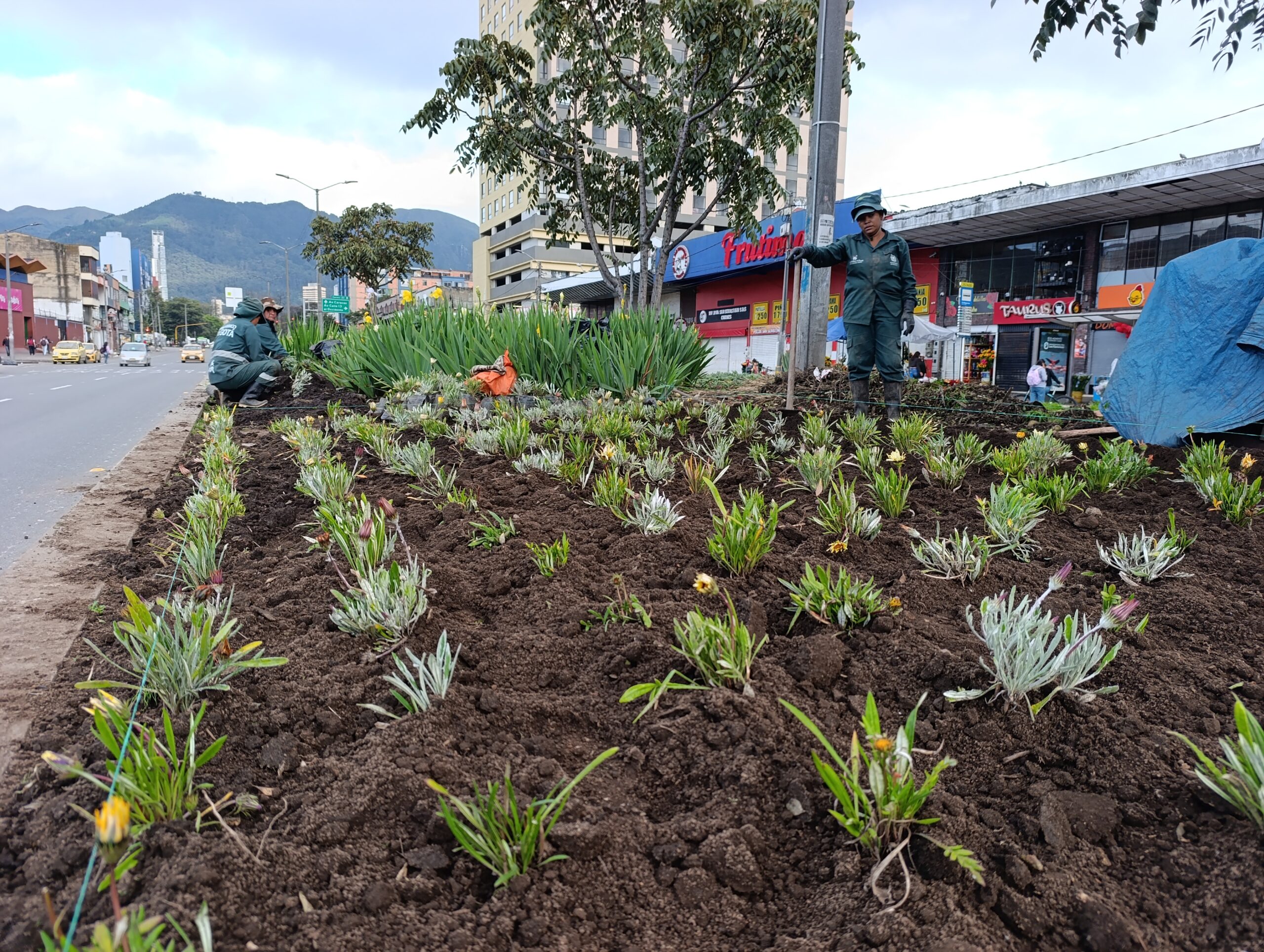 Historias del verde urbano: Paloquemao: una jardinera en vía de recuperación