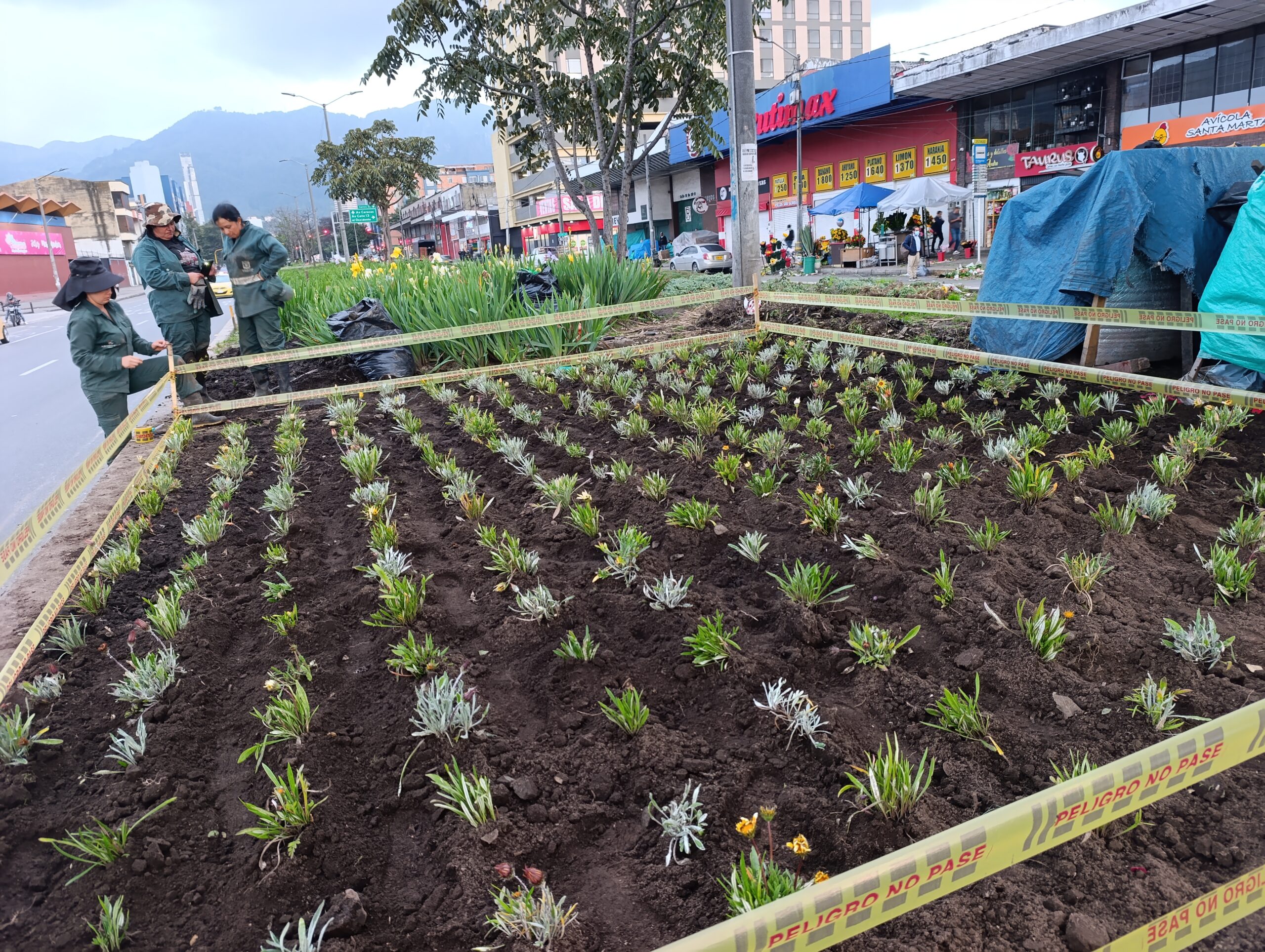 Historias del verde urbano: Paloquemao: una jardinera en vía de recuperación