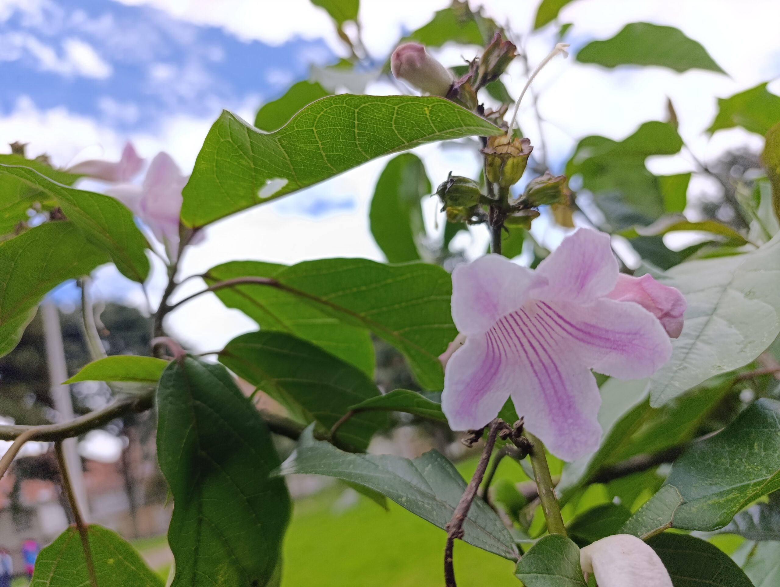 Historias del verde urbano: Santa Helena: la primera parada de “Encontrémonos en los bosques urbanos”