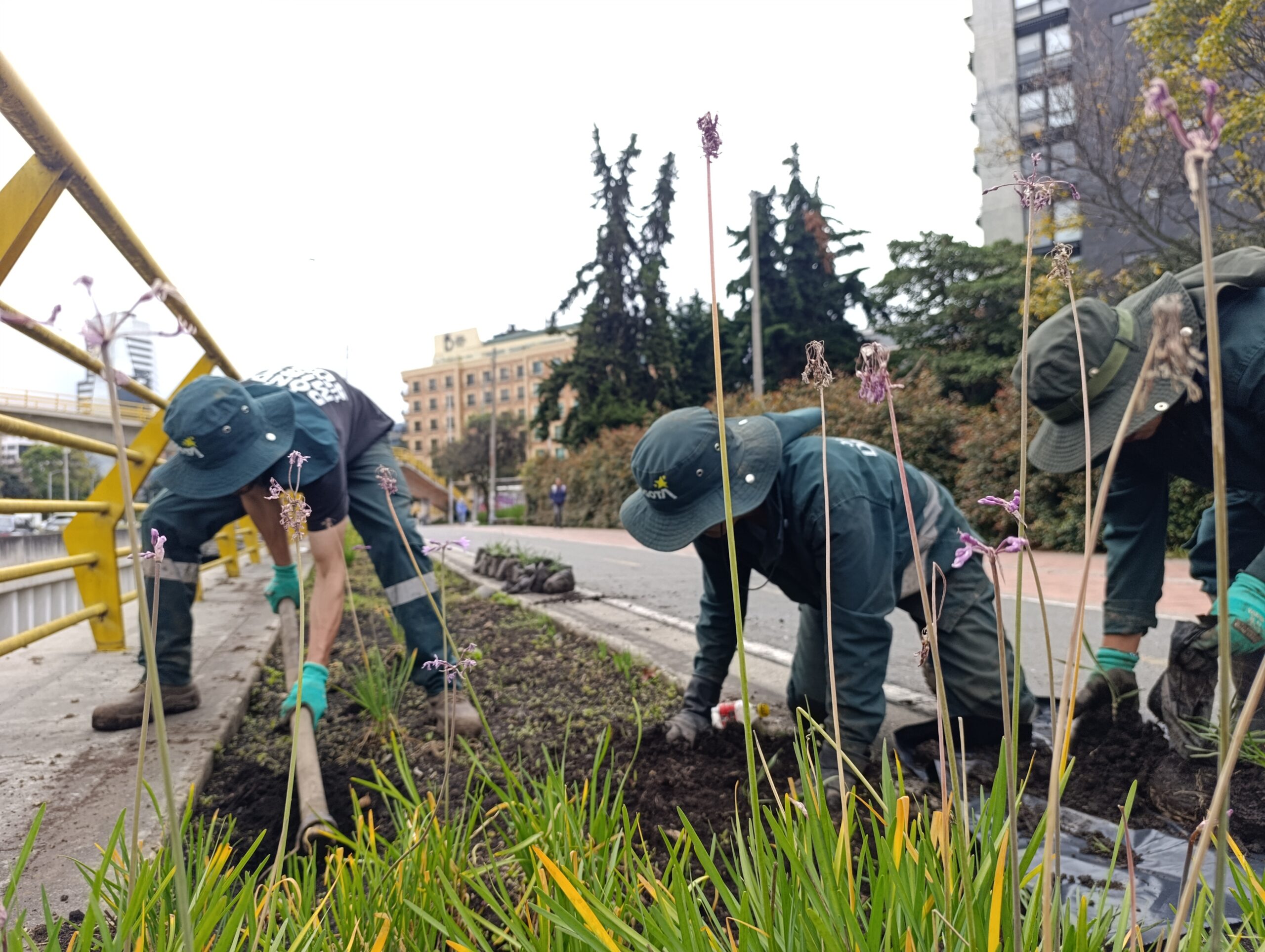 Historias del verde urbano: El rescate de la segunda jardinera más grande de Chapinero
