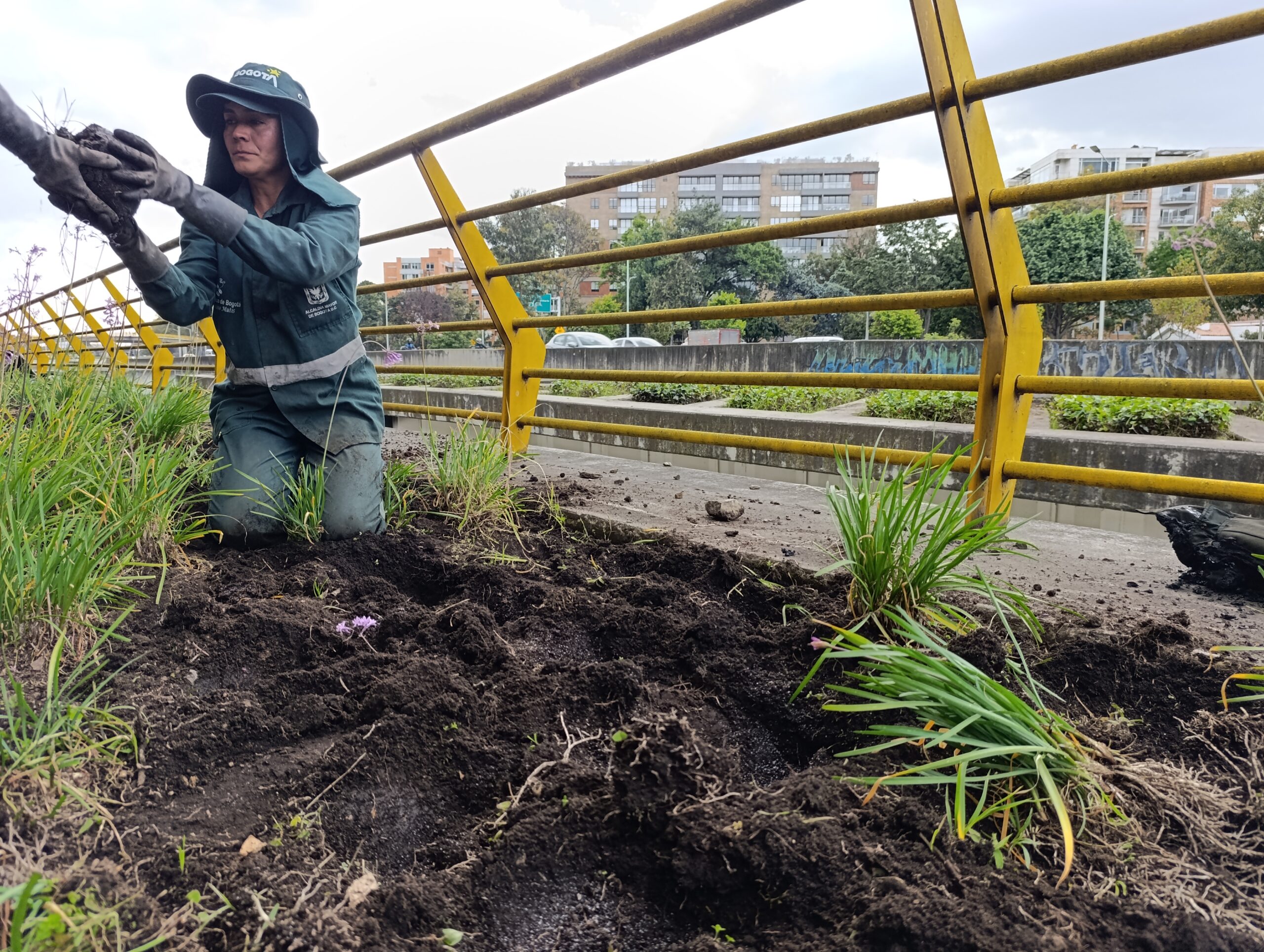 Historias del verde urbano: El rescate de la segunda jardinera más grande de Chapinero