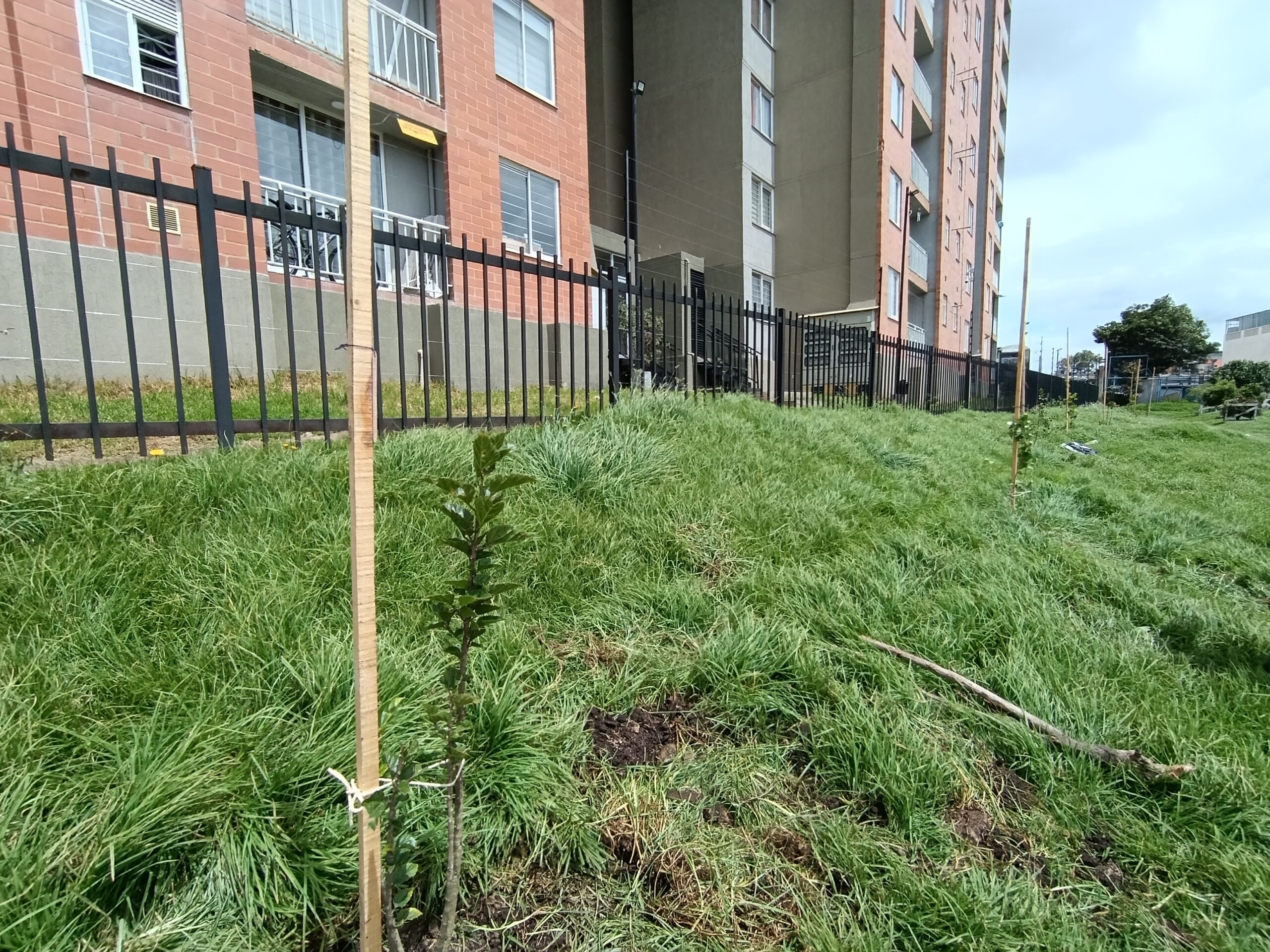 Historias del verde urbano: Habitantes de Bosa plantaron por la paz de Colombia