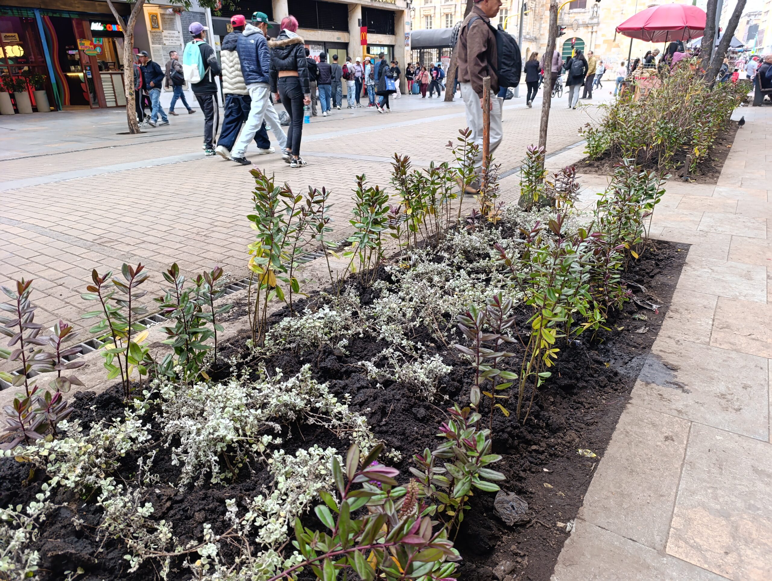 Historias del verde urbano: El nuevo vestido floreado de las jardineras de la carrera Séptima