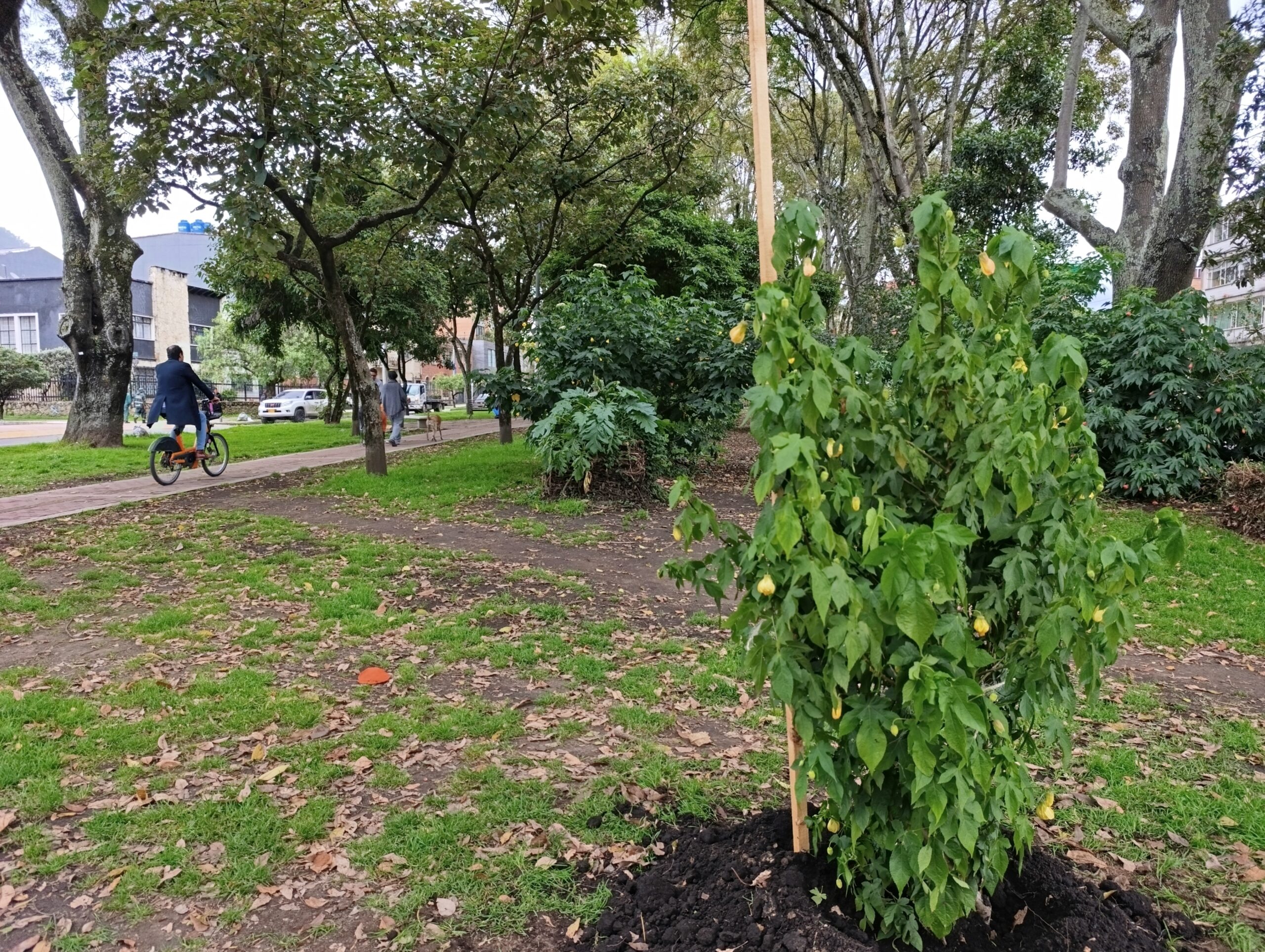 Historias del verde urbano: Los nuevos hijos verdes del Parkway