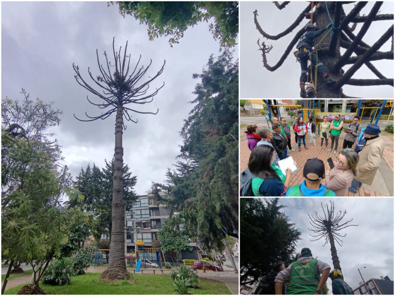 Historias del verde urbano: Adiós a un gigante verde de Teusaquillo