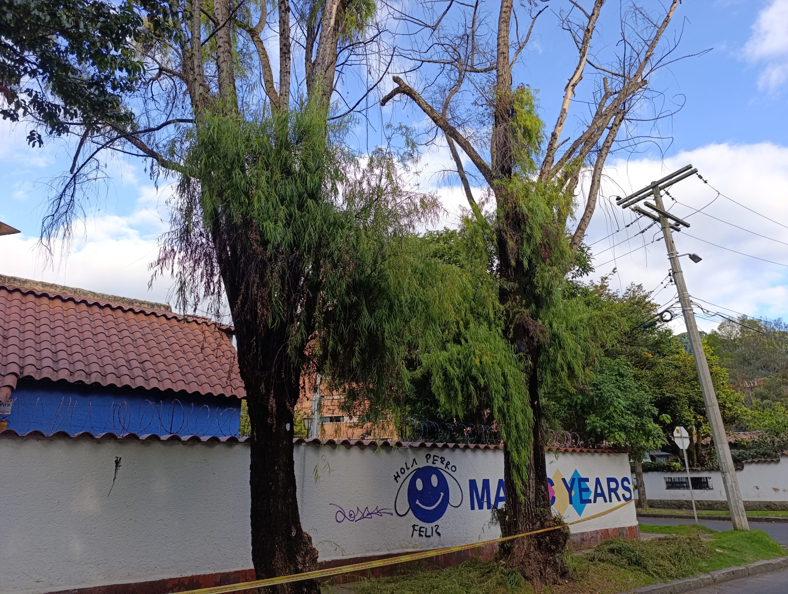 Historias del verde urbano: Así fue el segundo operativo interinstitucional de rescate de abejas en los árboles de Bogotá