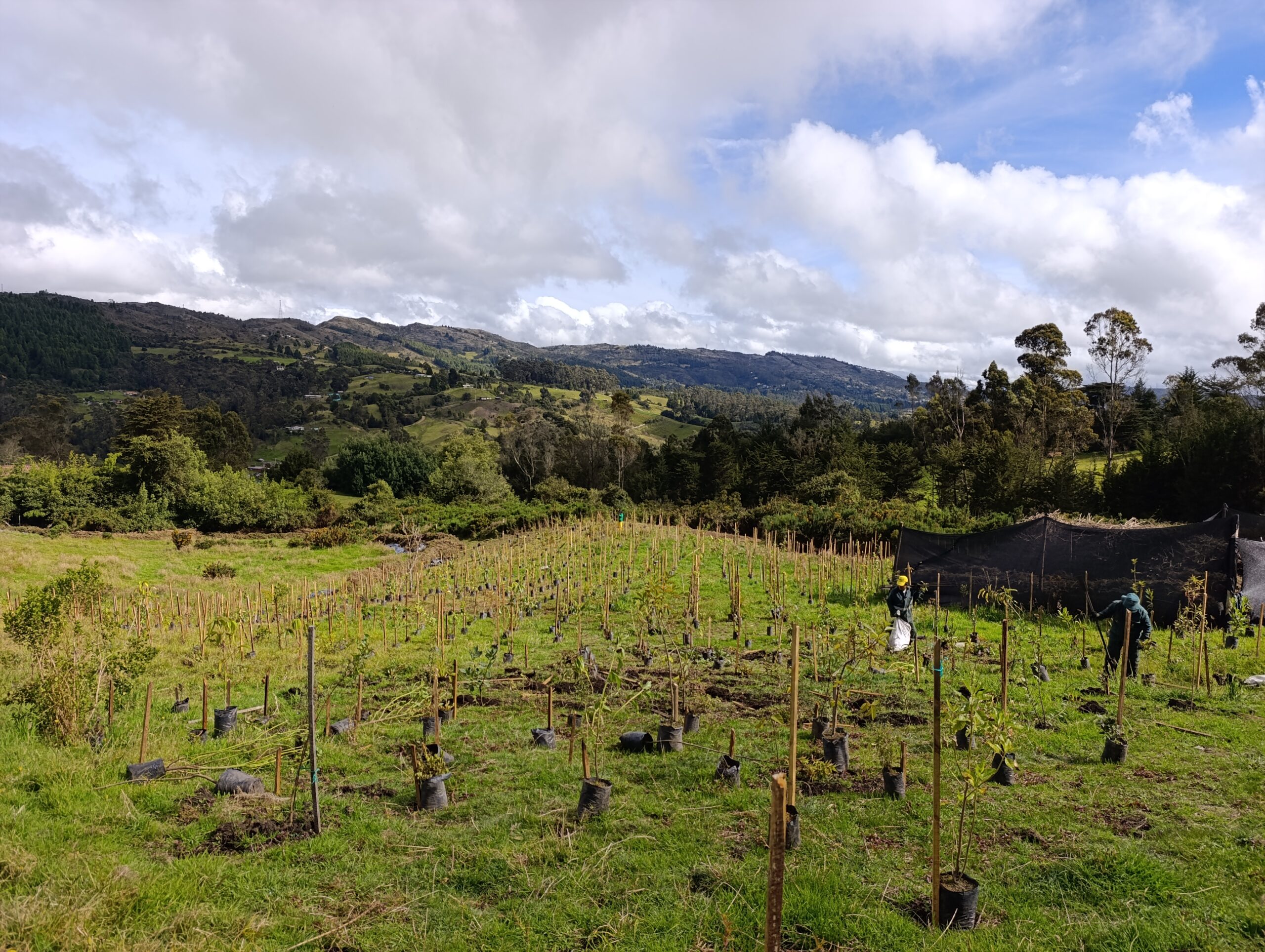 Historias del verde urbano : Homenaje a la vida silvestre con nuevos árboles y jardines