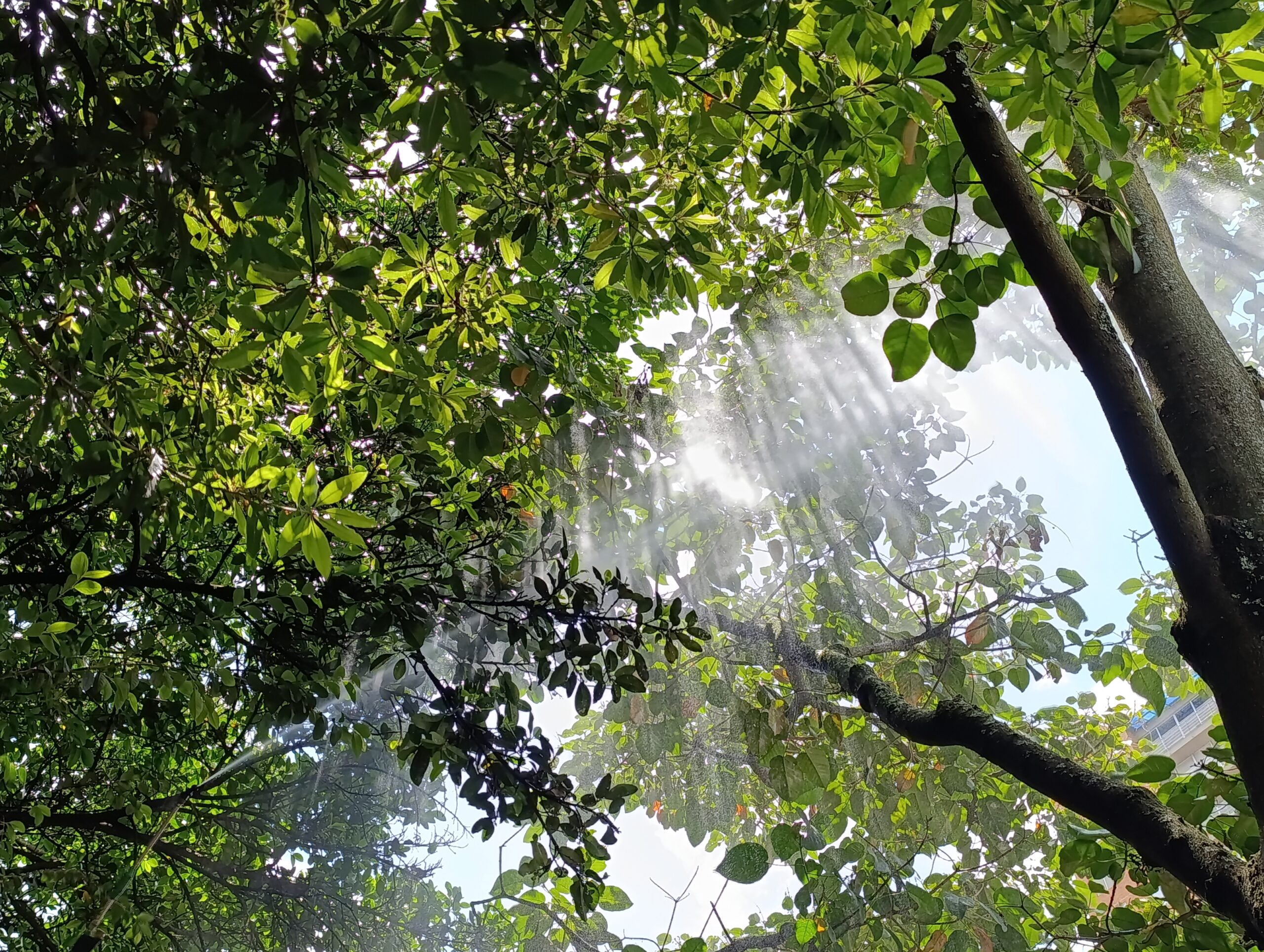 Historias del verde urbano: Bogotá inicia la actualización del censo de su arbolado urbano