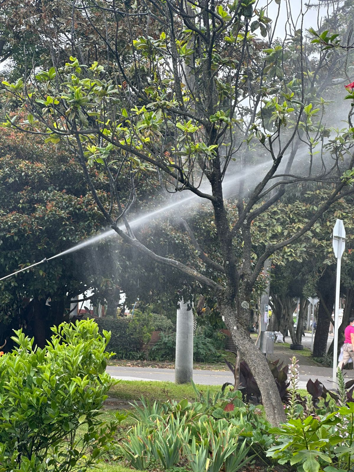 Historias del verde urbano: Tratamientos fitosanitarios y avistamientos de aves en La Esmeralda