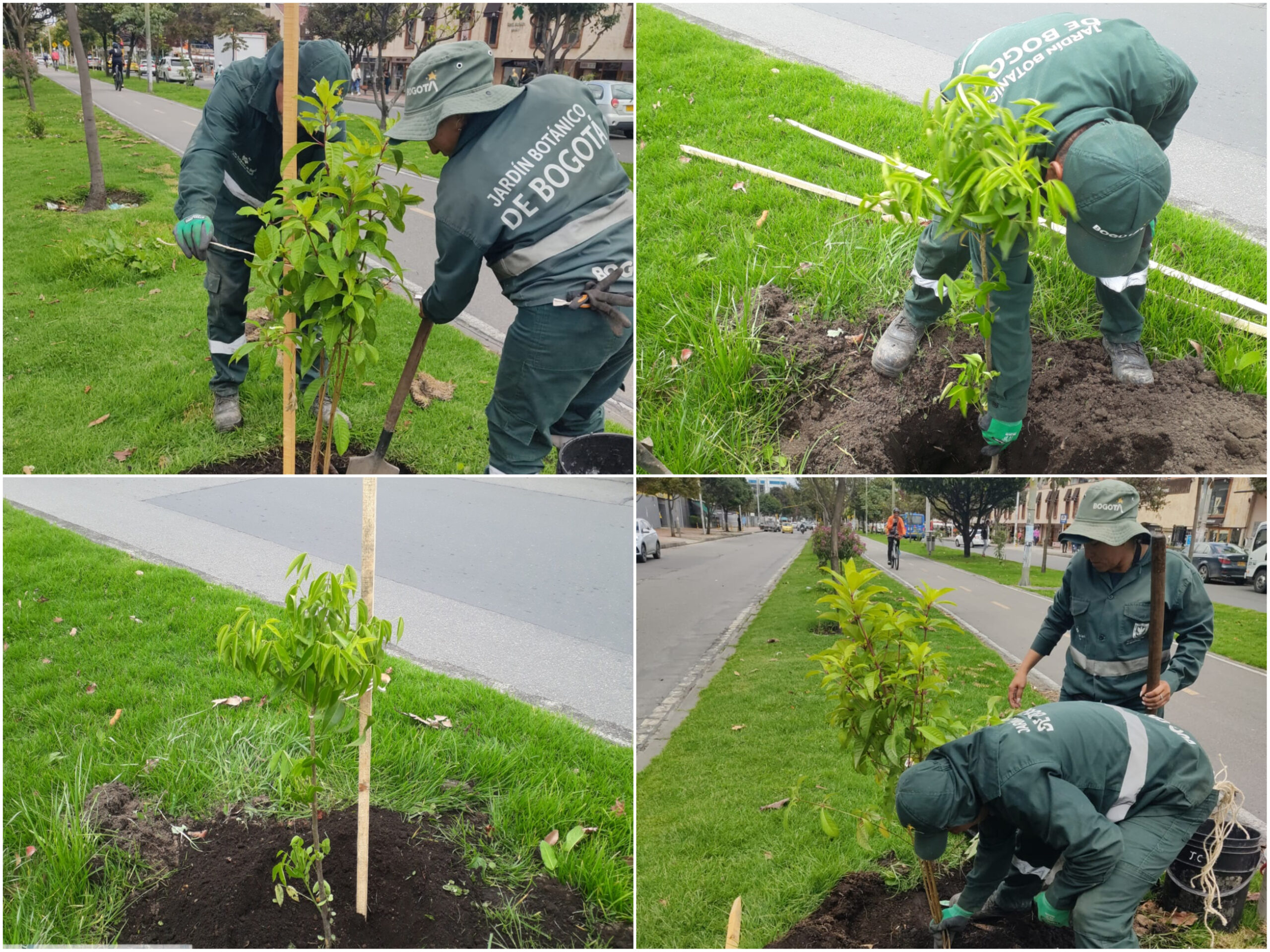 Historias del verde urbano: El verde vuelve a brillar en varias zonas de seis localidades de Bogotá