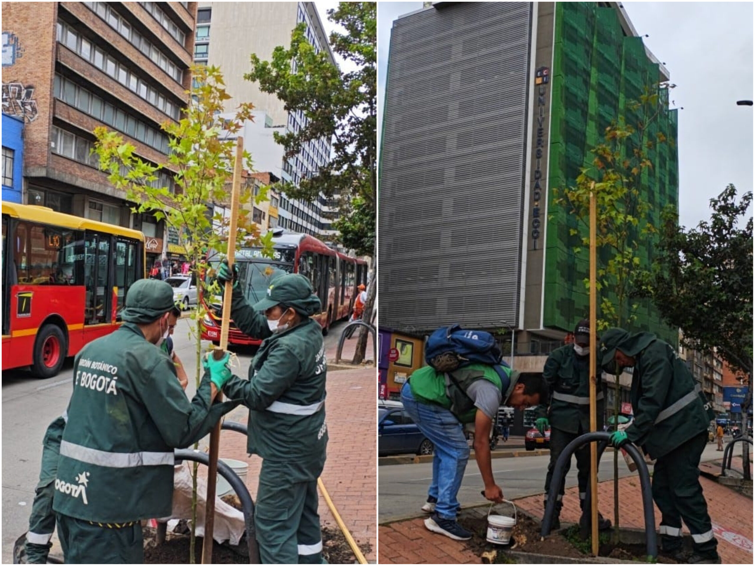 Historias del verde urbano: ¡El verde de la carrera Décima sigue en ascenso!