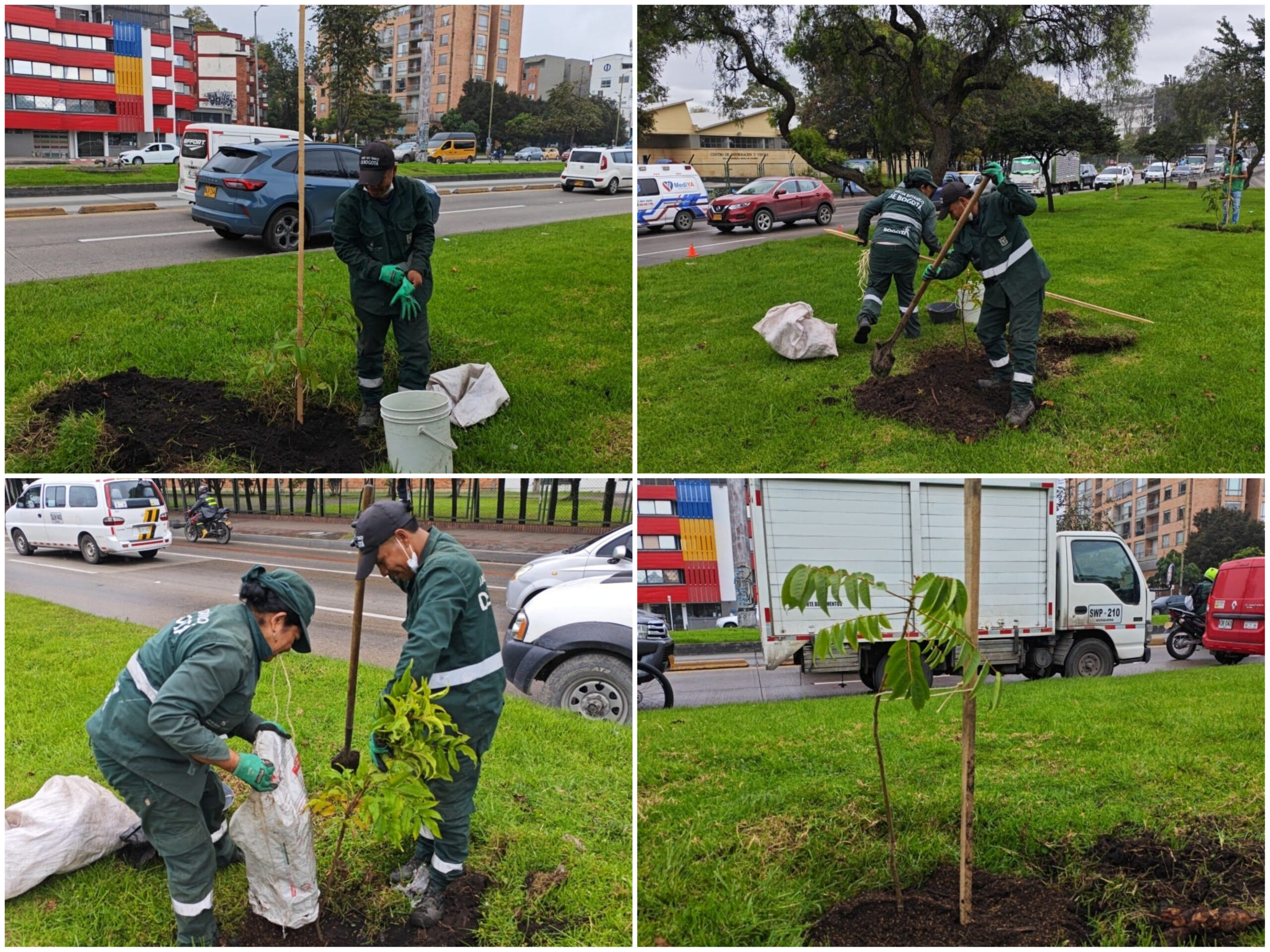 Historias del verde urbano: La carrera 30 se vestirá con flores amarillas y moradas