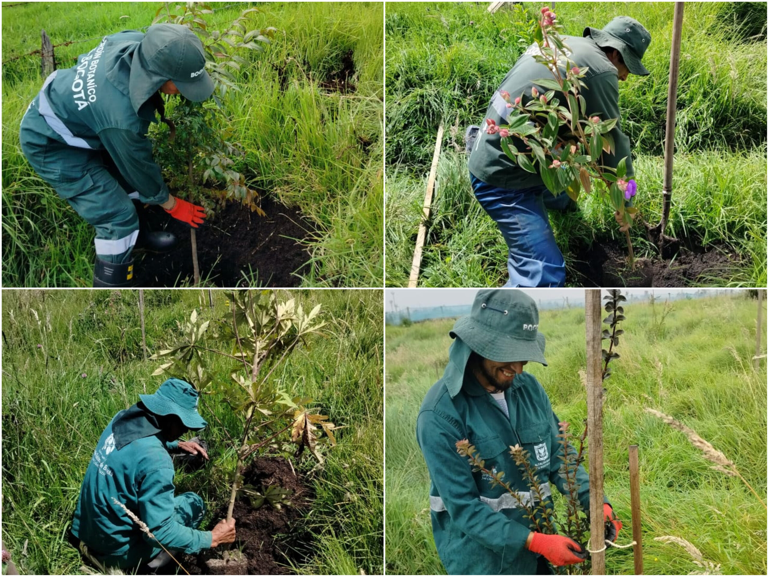 Historias del verde urbano: El verde vuelve a brillar en varias zonas de seis localidades de Bogotá