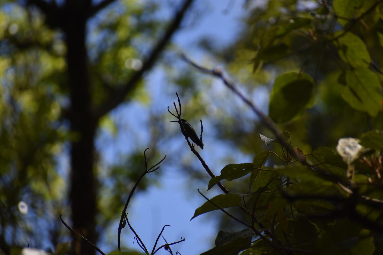 Historias del verde urbano: ¡Pajareando por los bosques urbanos!