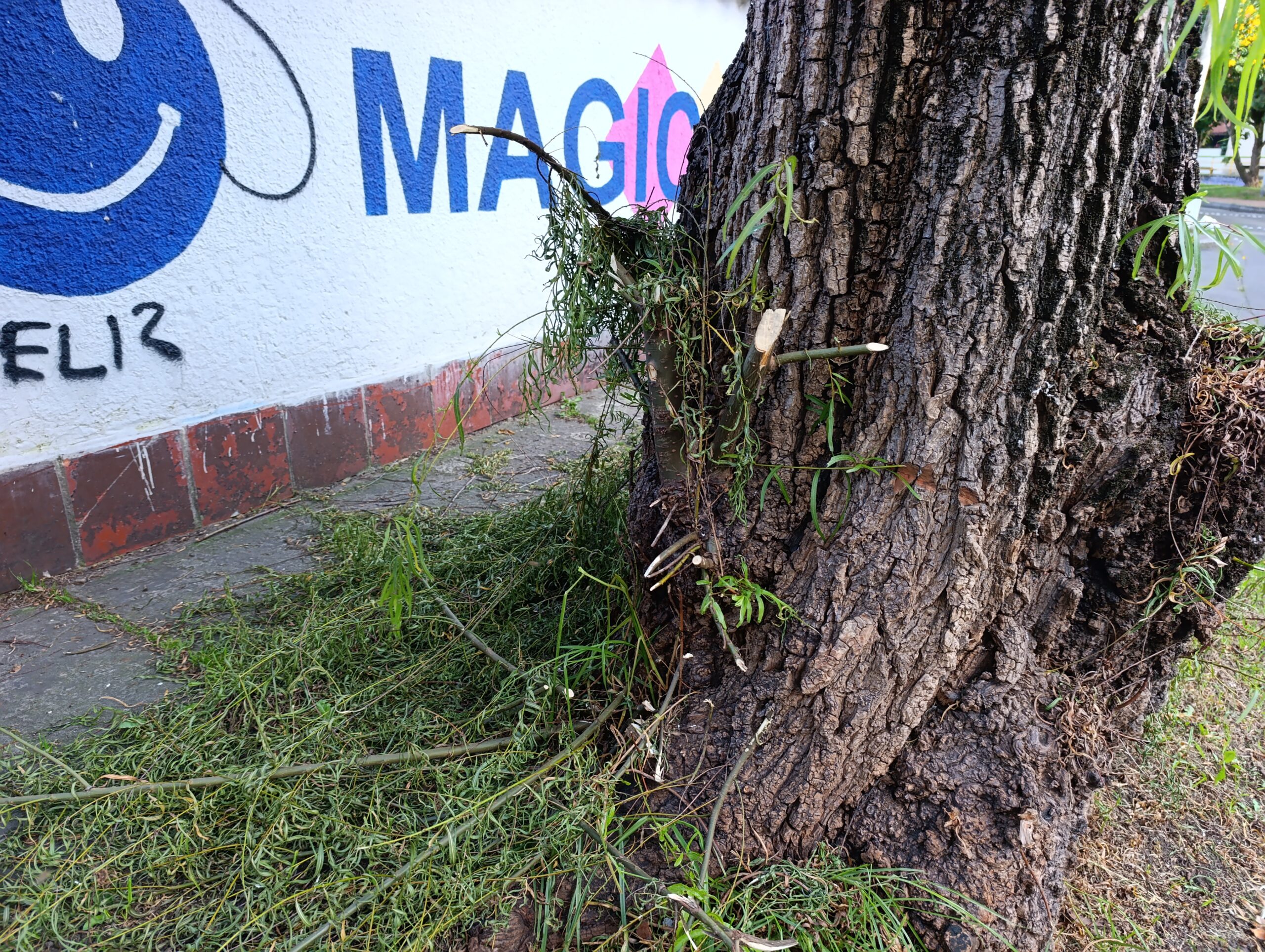 Historias del verde urbano: Así fue el segundo operativo interinstitucional de rescate de abejas en los árboles de Bogotá