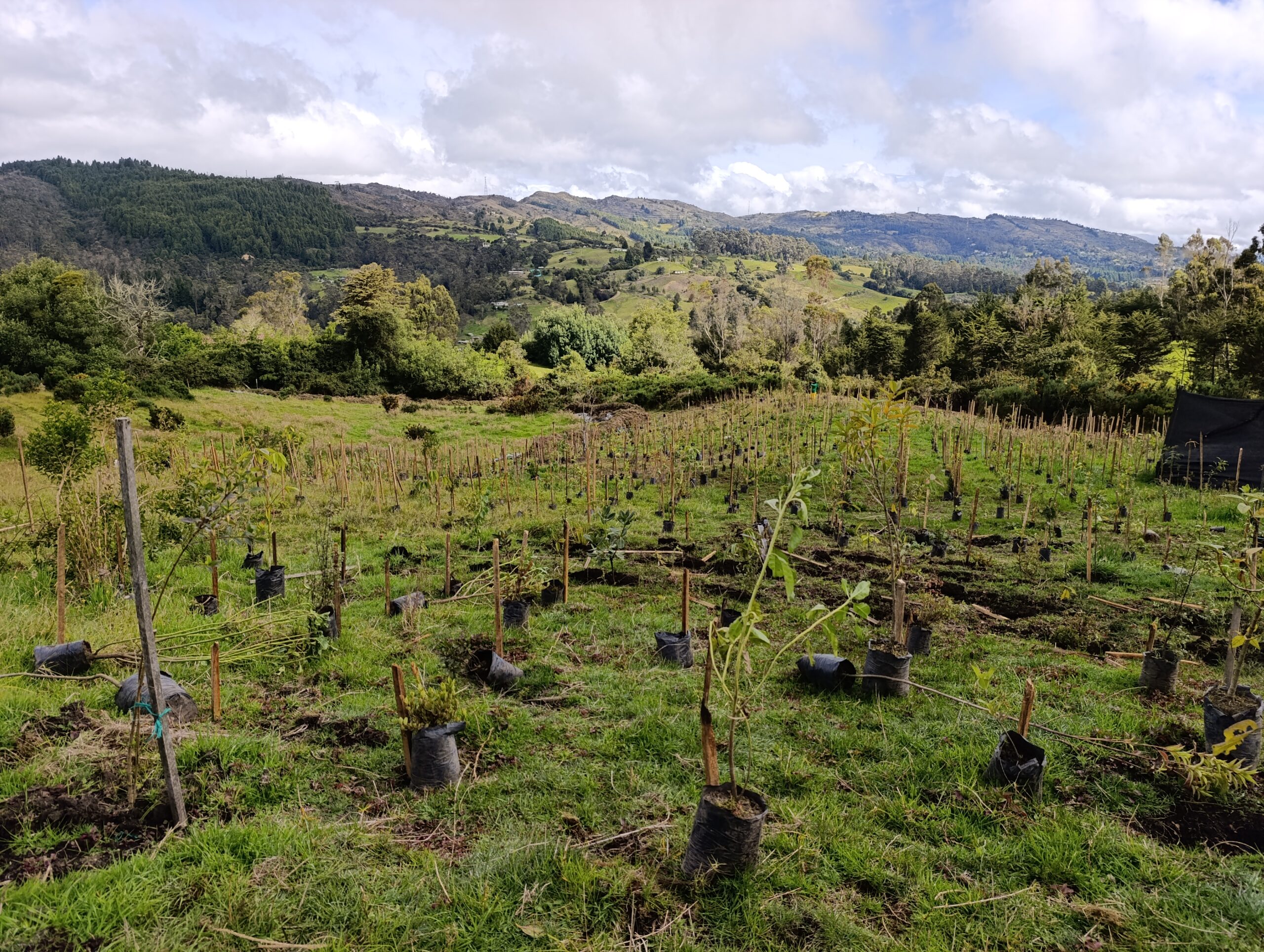Historias del verde urbano : Homenaje a la vida silvestre con nuevos árboles y jardines
