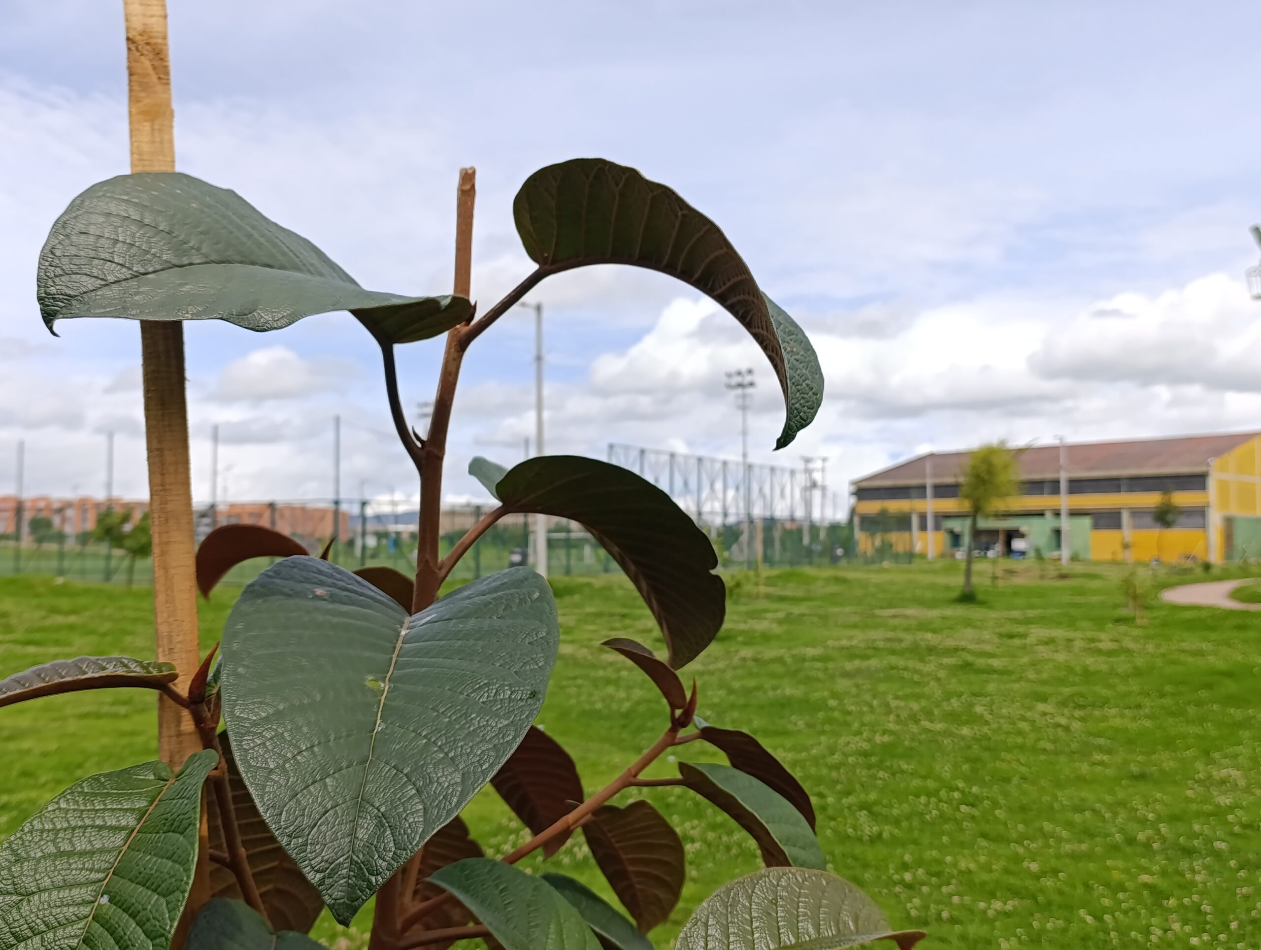 Historias del verde urbano: Colegios de Bosa: nuevos aliados en la renaturalización de la ciudad