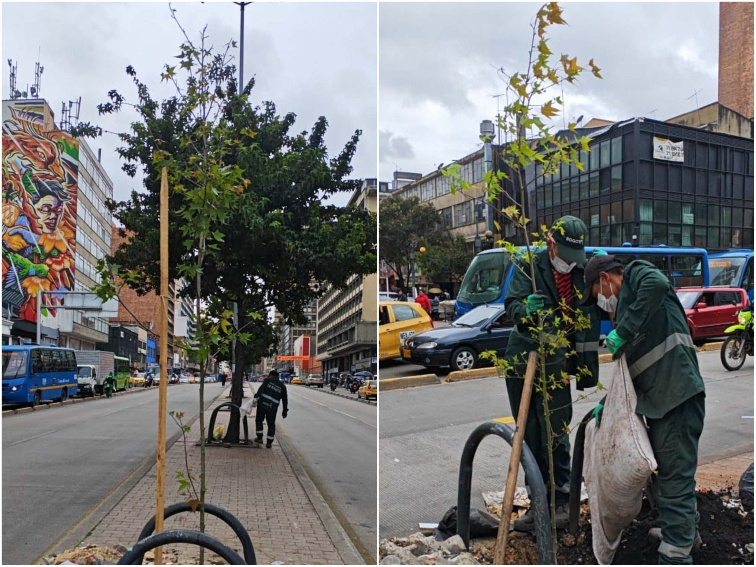 Historias del verde urbano: ¡El verde de la carrera Décima sigue en ascenso!