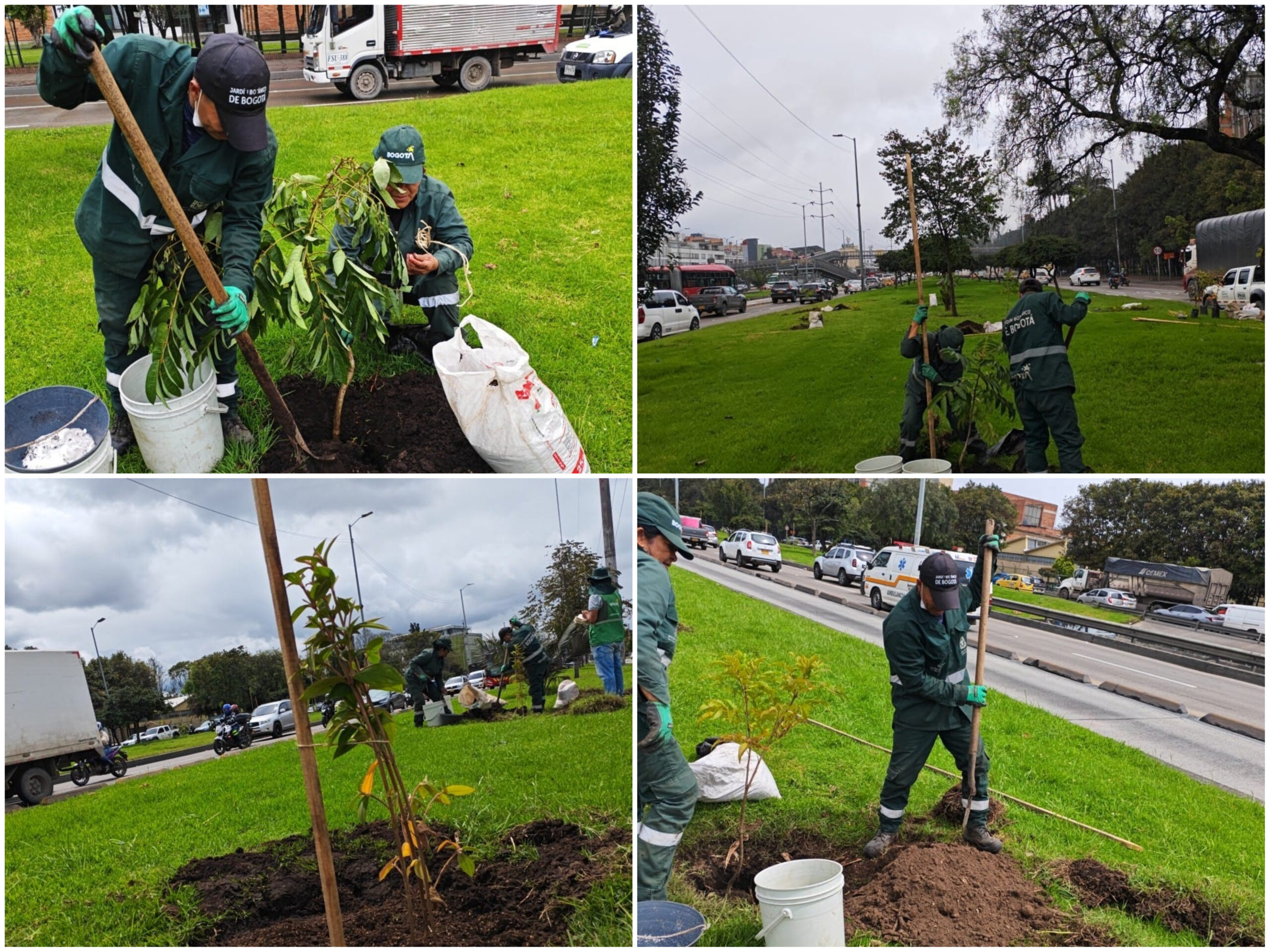 Historias del verde urbano: La carrera 30 se vestirá con flores amarillas y moradas