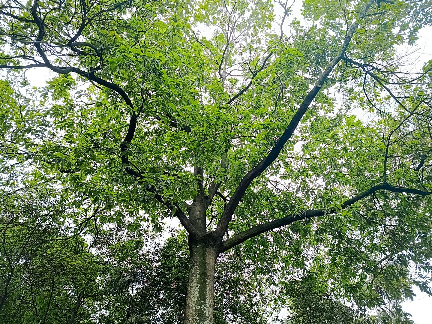 Historias del verde urbano: Bogotá inicia la actualización del censo de su arbolado urbano