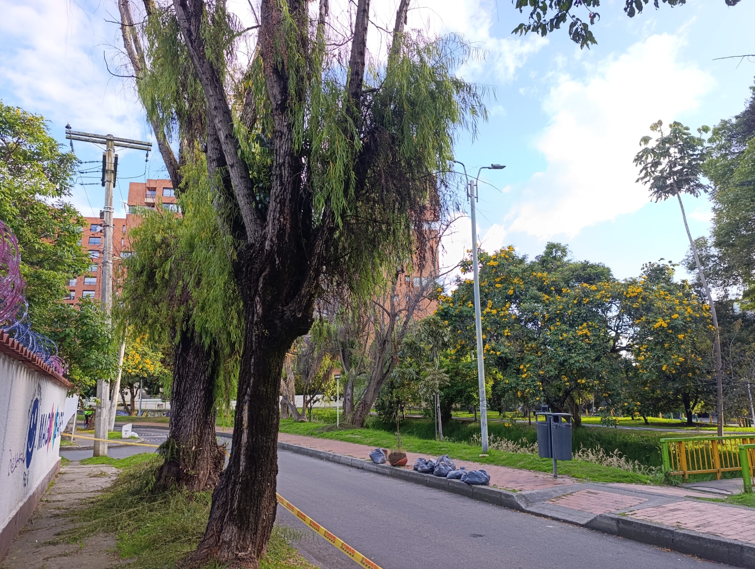 Historias del verde urbano: Así fue el segundo operativo interinstitucional de rescate de abejas en los árboles de Bogotá