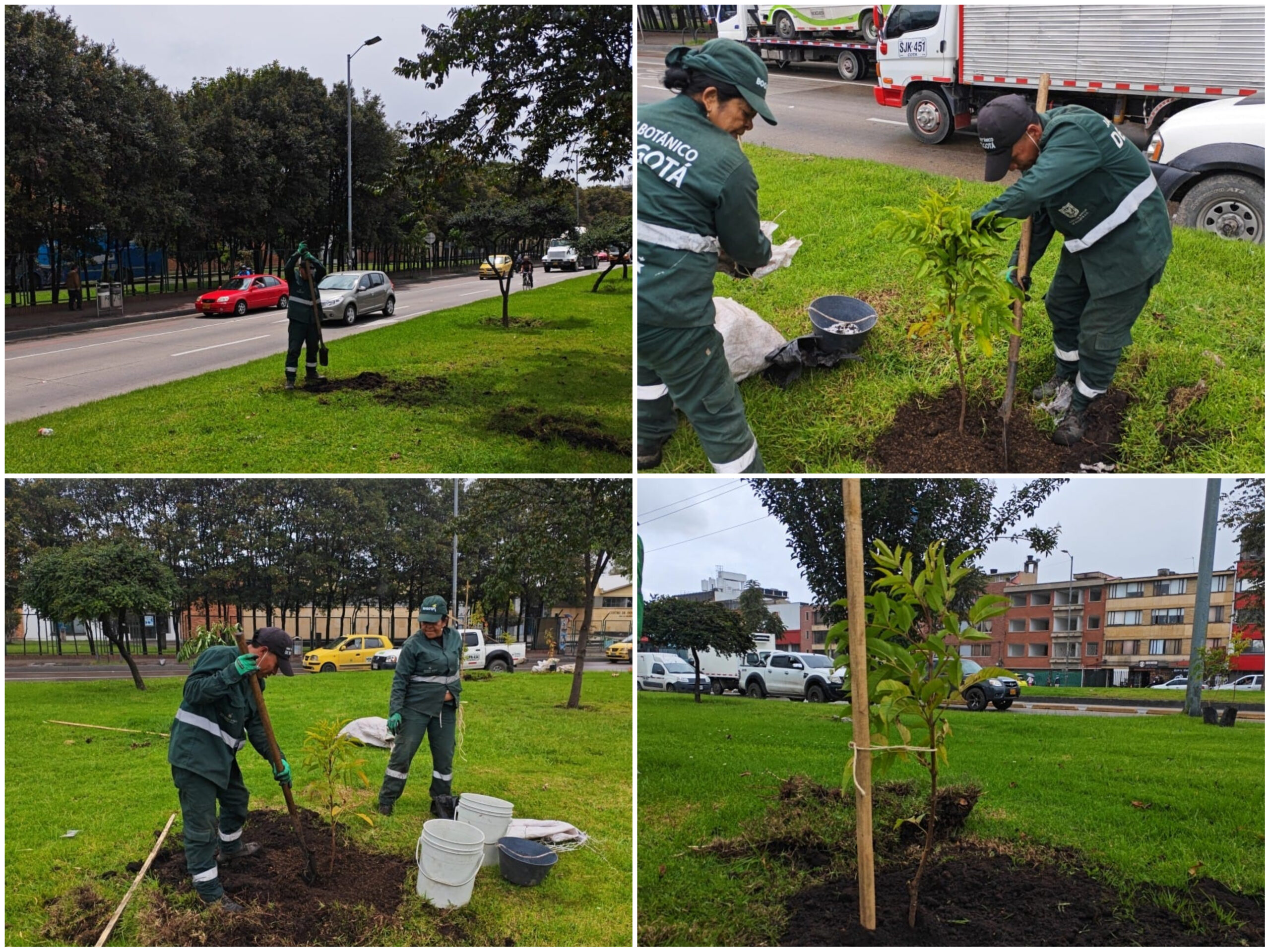 Historias del verde urbano: La carrera 30 se vestirá con flores amarillas y moradas