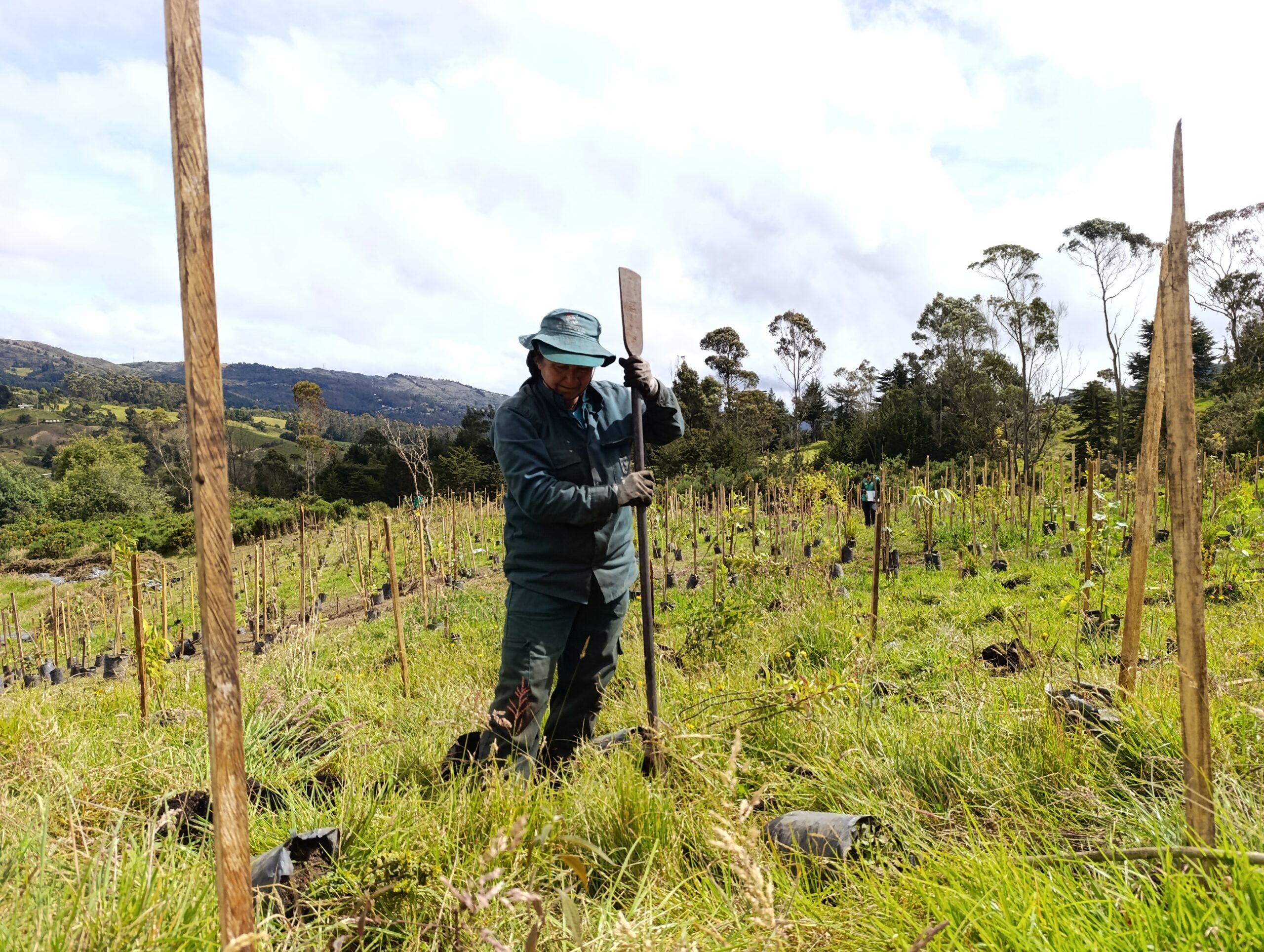 Historias del verde urbano : Homenaje a la vida silvestre con nuevos árboles y jardines