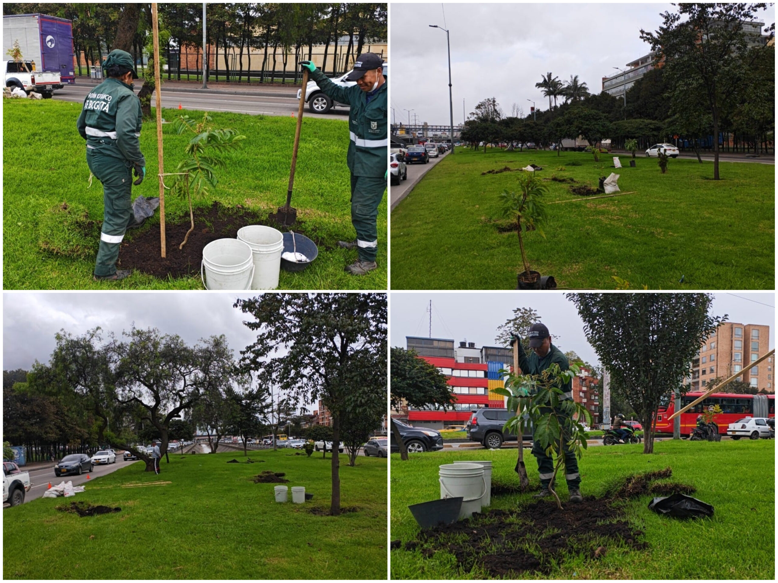 Historias del verde urbano: La carrera 30 se vestirá con flores amarillas y moradas