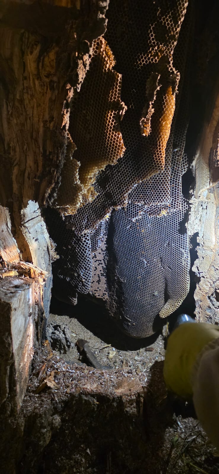 Historias del verde urbano: Así fue el segundo operativo interinstitucional de rescate de abejas en los árboles de Bogotá