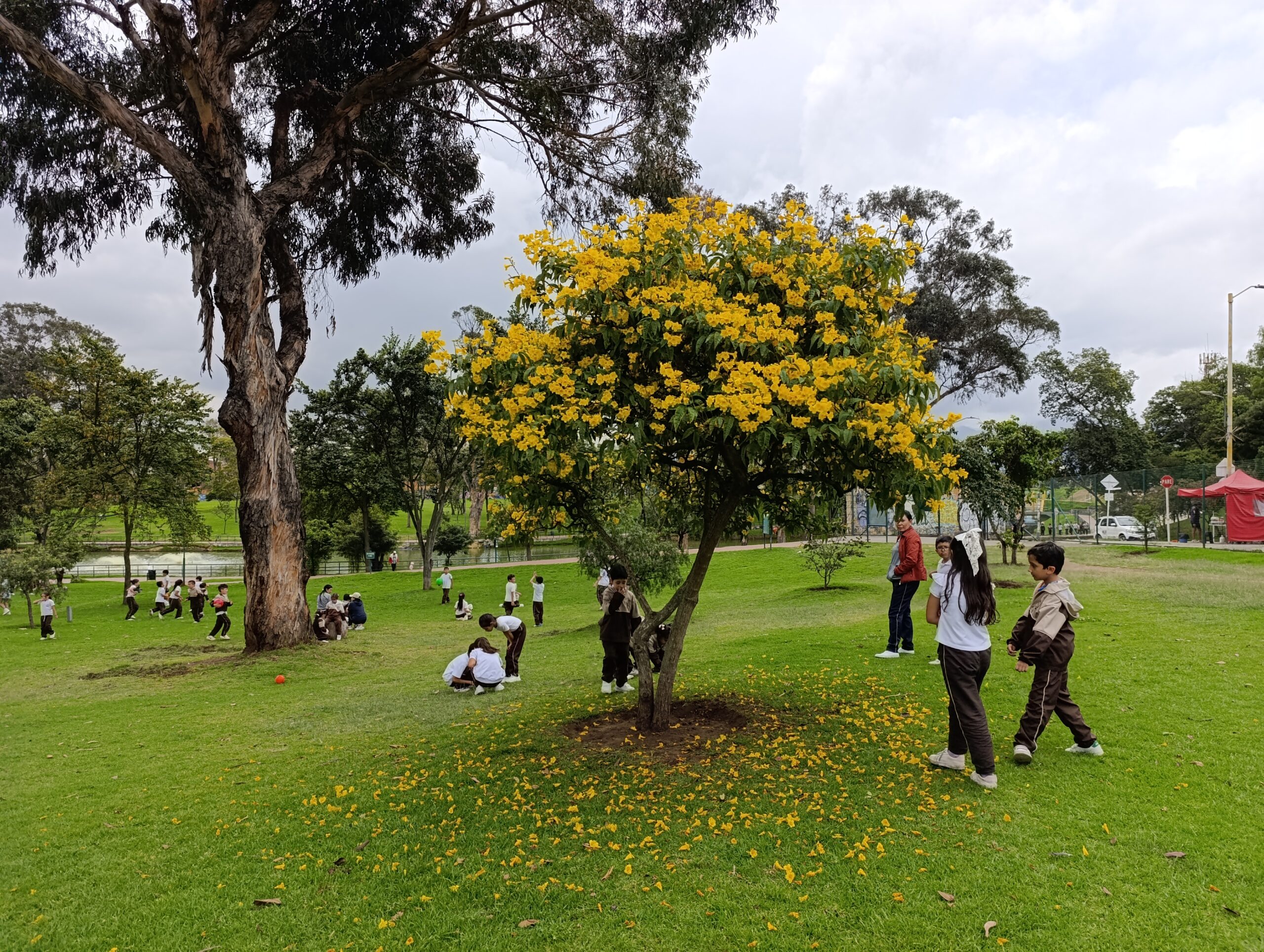 Historias del verde urbano : Cocreando el nuevo verde del bosque urbano Timiza