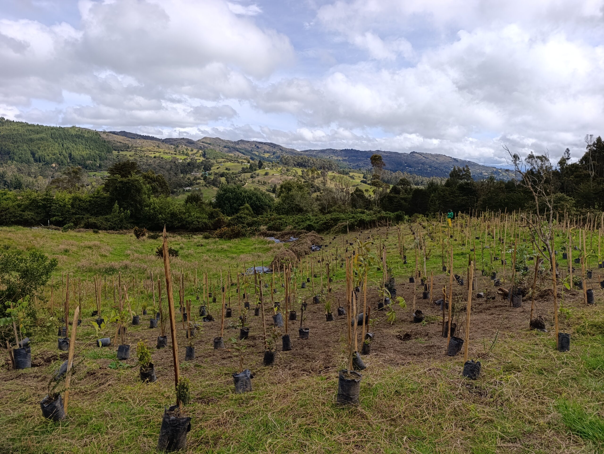 Historias del verde urbano : Homenaje a la vida silvestre con nuevos árboles y jardines