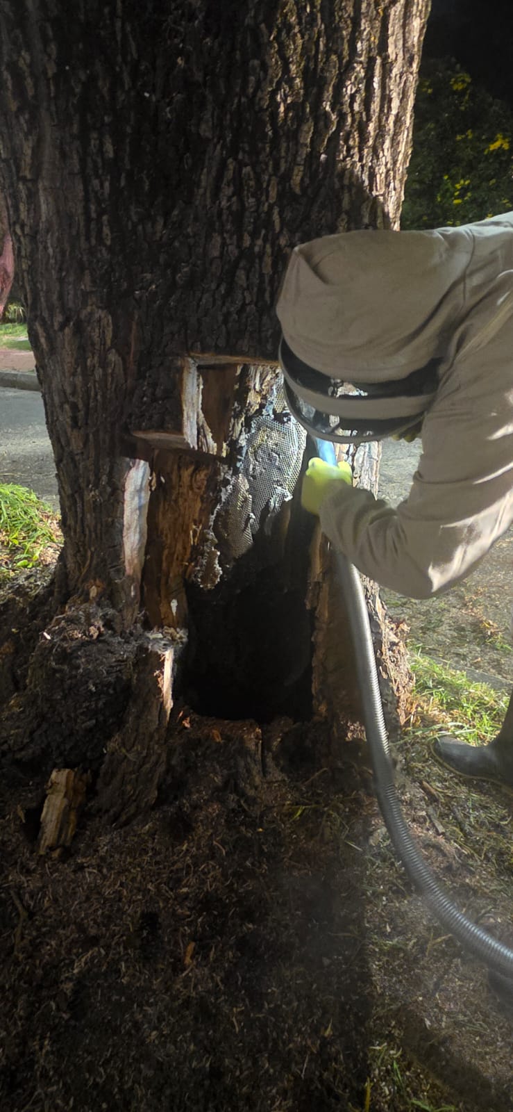 Historias del verde urbano: Así fue el segundo operativo interinstitucional de rescate de abejas en los árboles de Bogotá